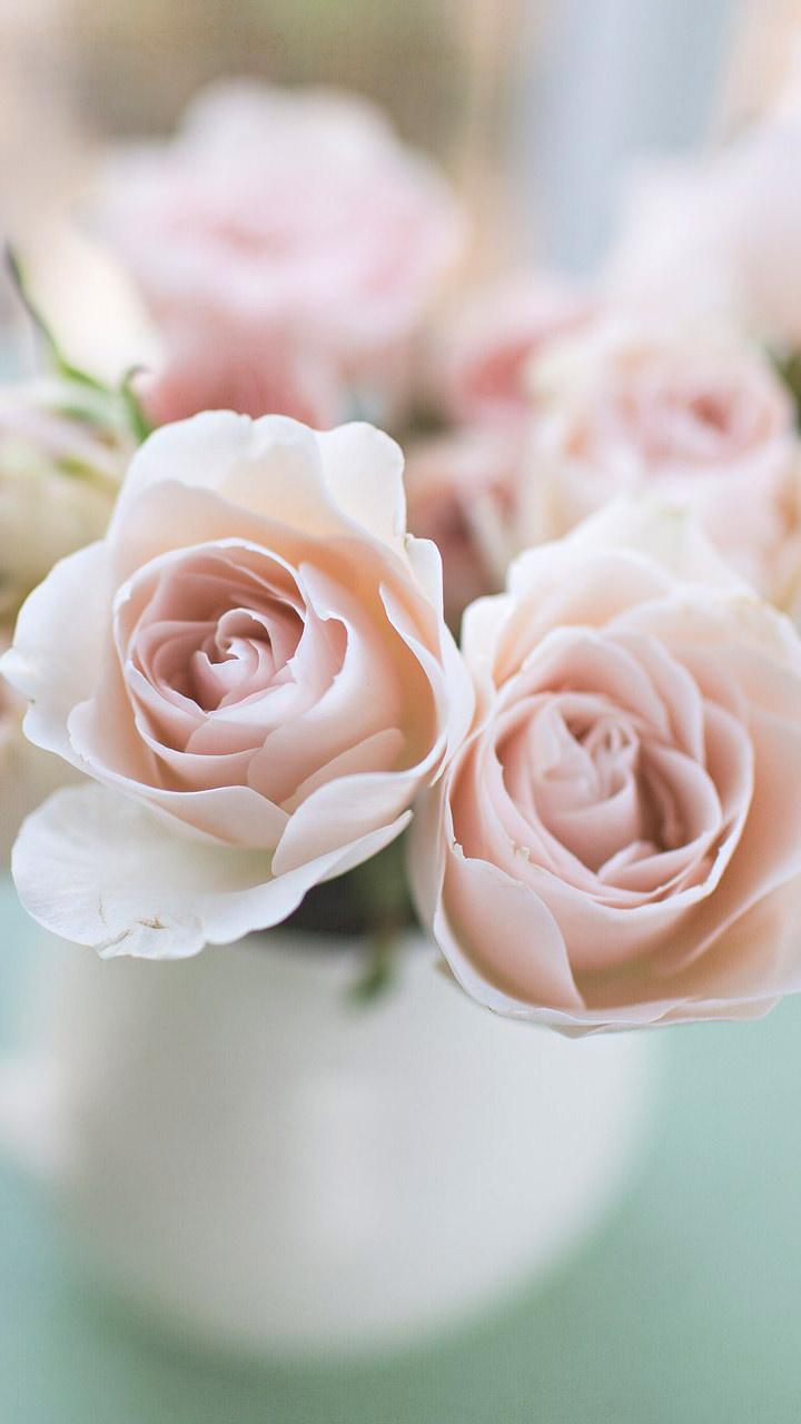 720x1280 Light Pink Roses Wallpaper