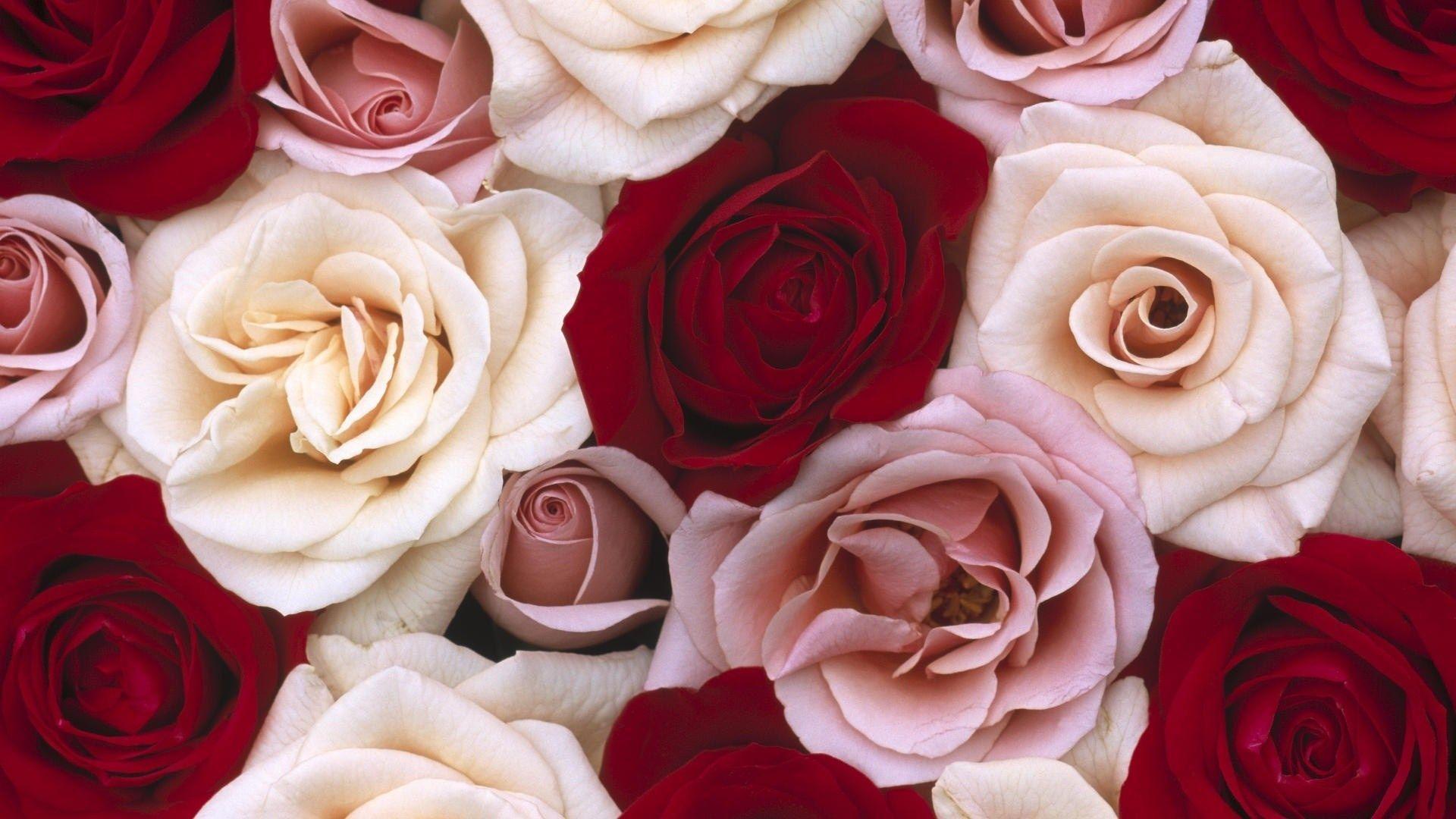 1920x1080 Red and White Roses Wallpaper