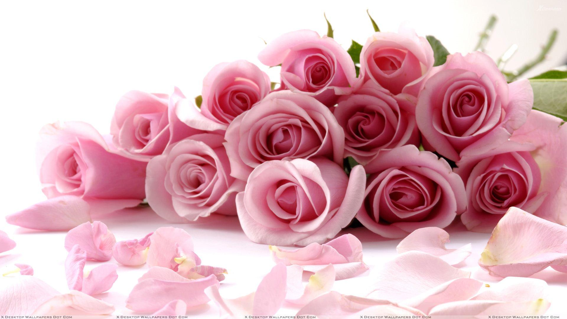 1920x1080 Pink Rose White Background