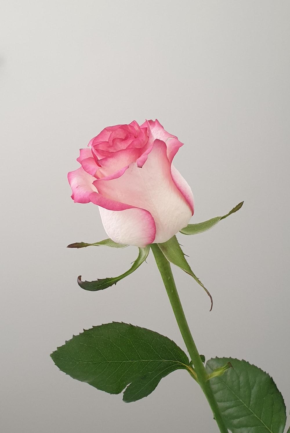 1000x1493 Rose Flower Picture. Download Free Image