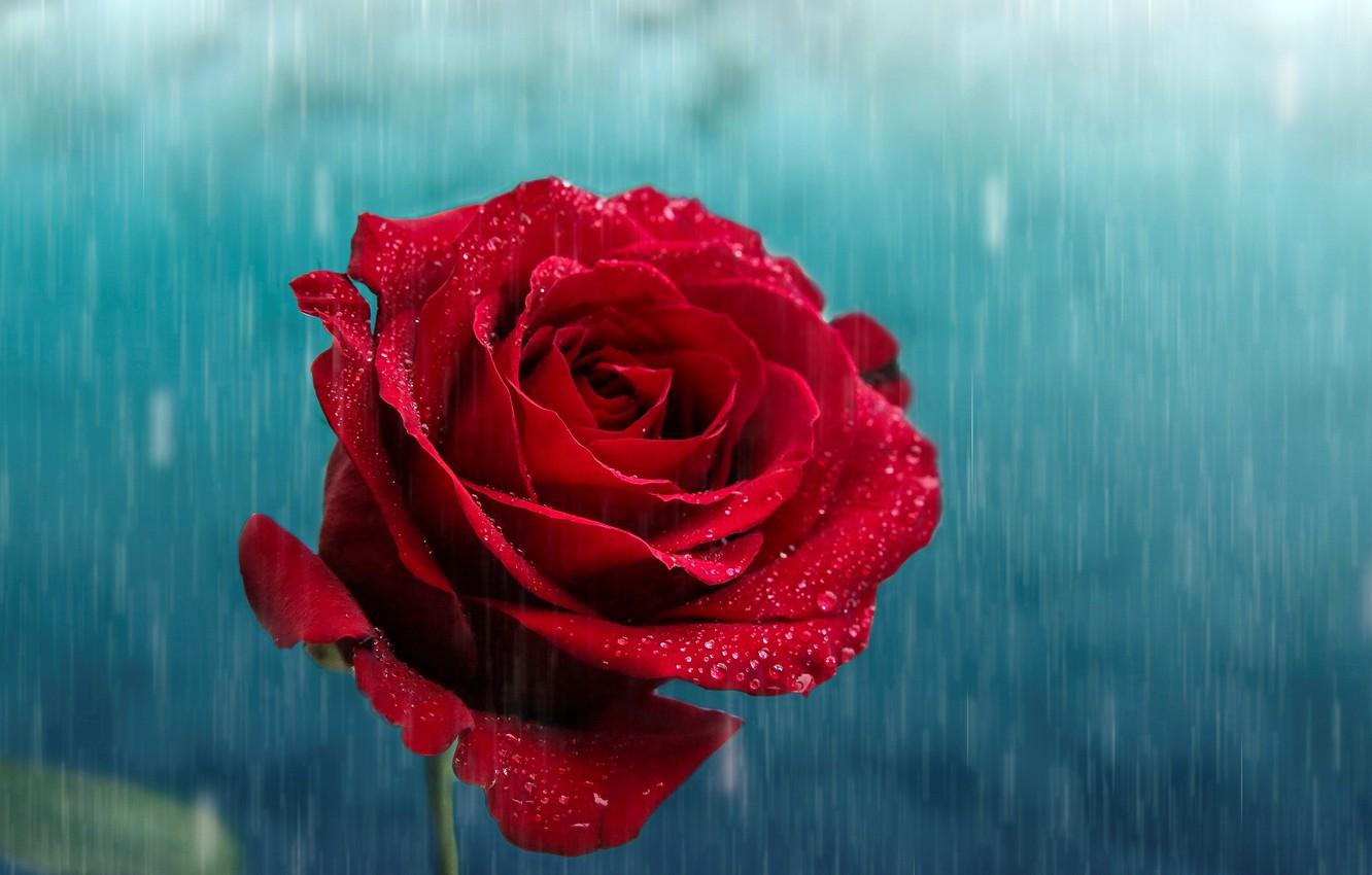 Rain Rose Wallpapers - Top Free Rain Rose Backgrounds - WallpaperAccess