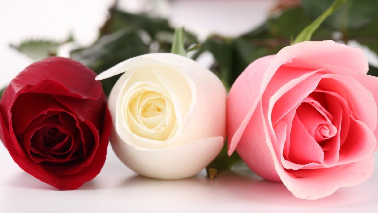 1600x900 Rose Wallpaper HD