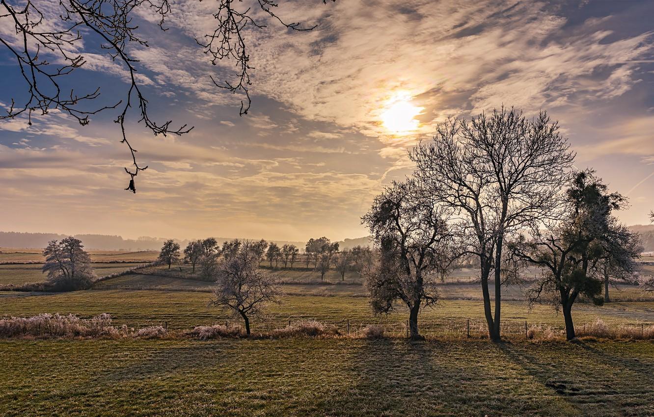 1332x850 Wallpaper trees, dawn, frozen, frosty morning image for desktop, section пейзажи