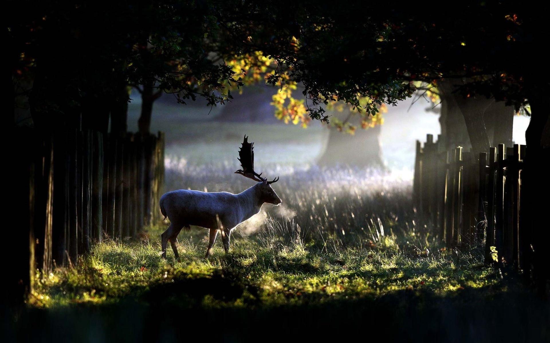 1920x1200 another frosty morning