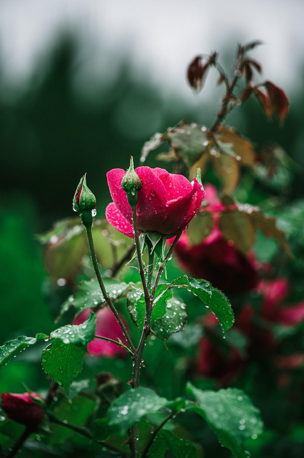 Rain Rose Wallpapers - Top Free Rain Rose Backgrounds - WallpaperAccess