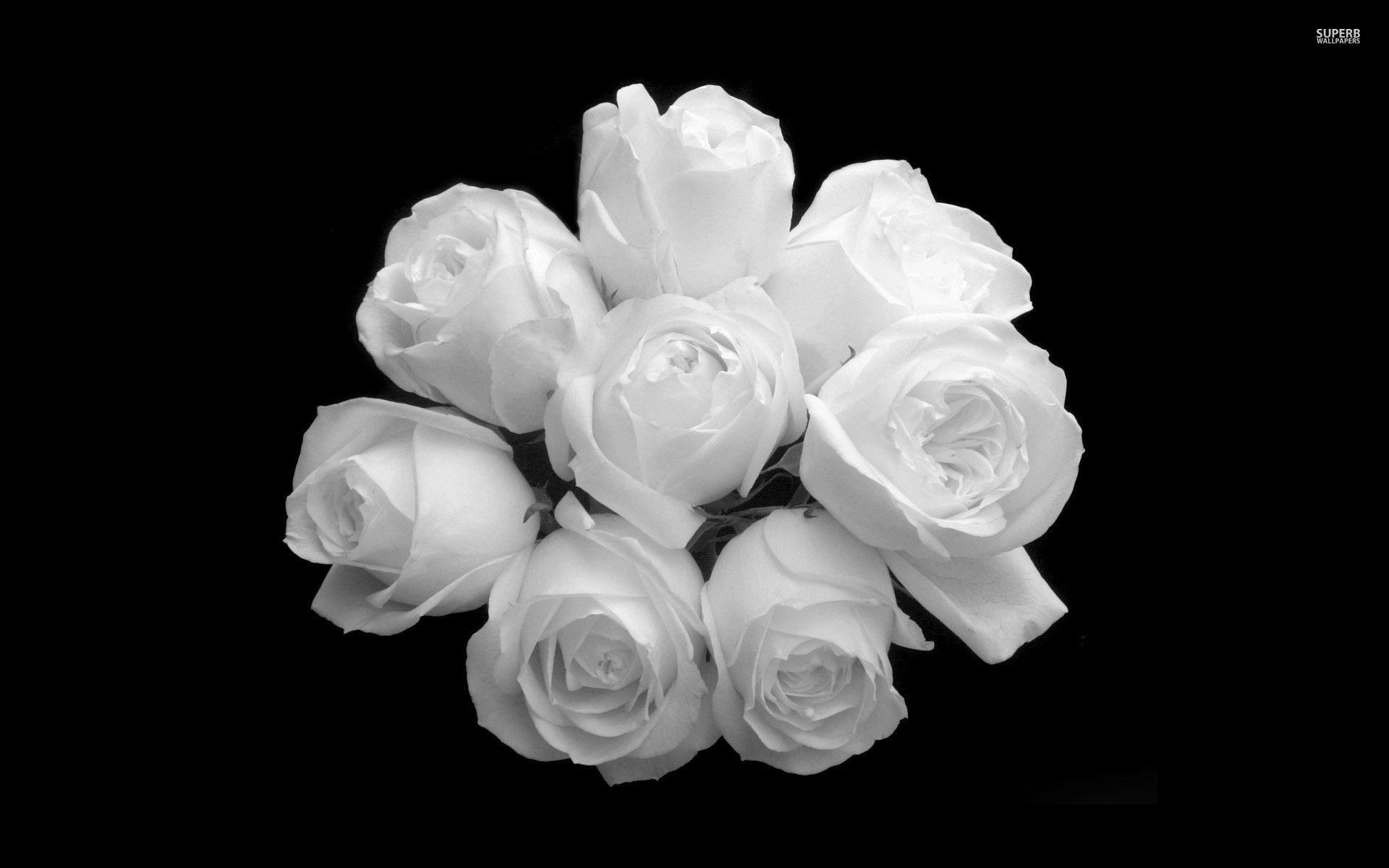 1920x1200 Pink And White Roses Wallpaper HD