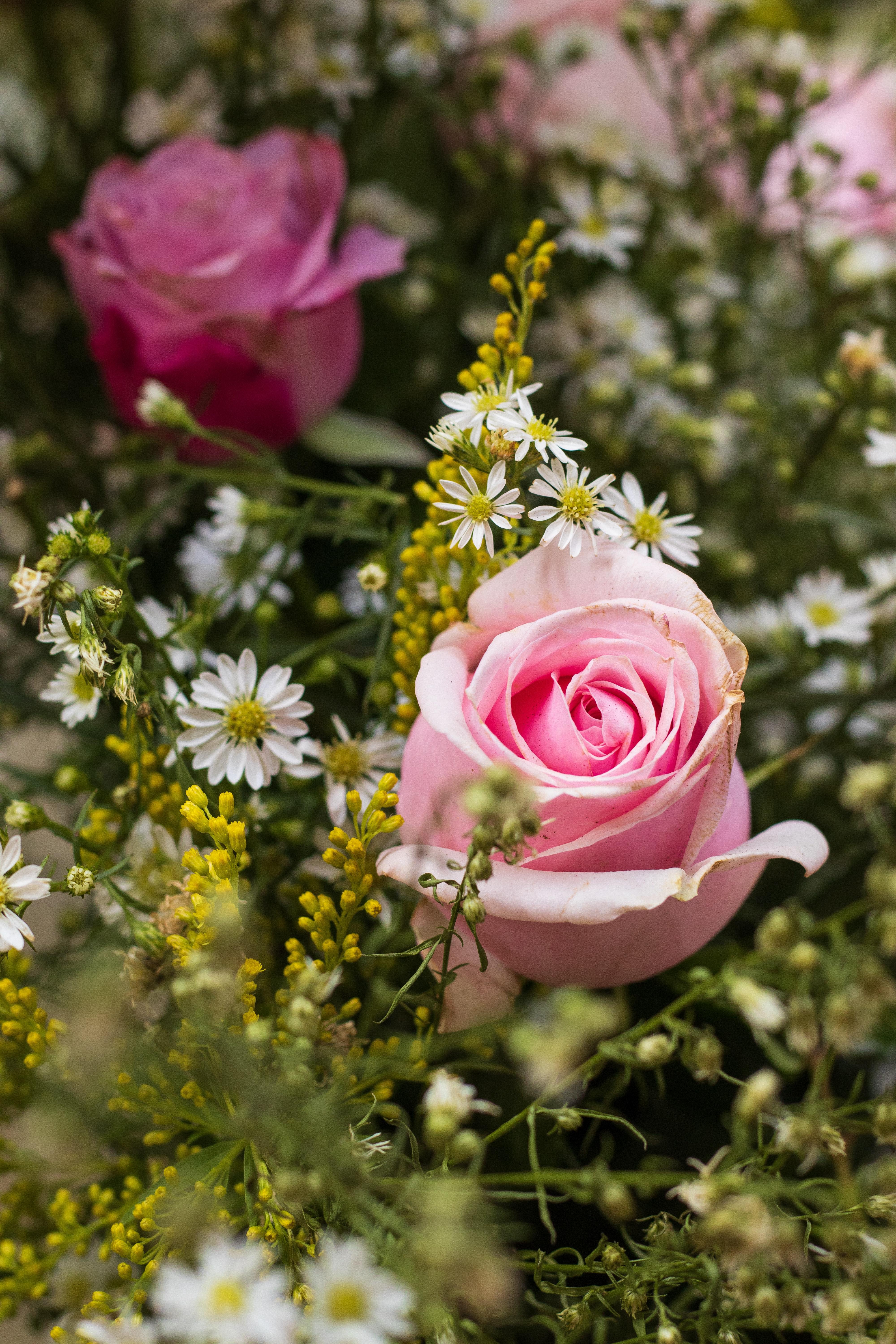 4000x6000 Pink And Yellow Roses Photo, Download The BEST Free Pink And Yellow Roses & HD Image