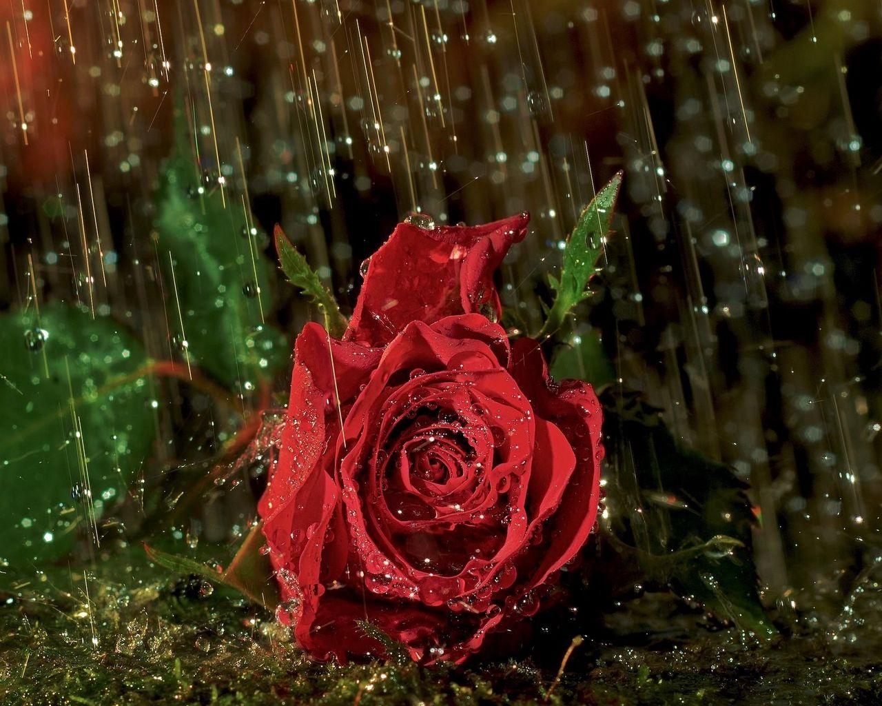 1280x1024 Download wallpaper 1280x1024 rose, flower, drop, rain, wet standard 5:4 HD background
