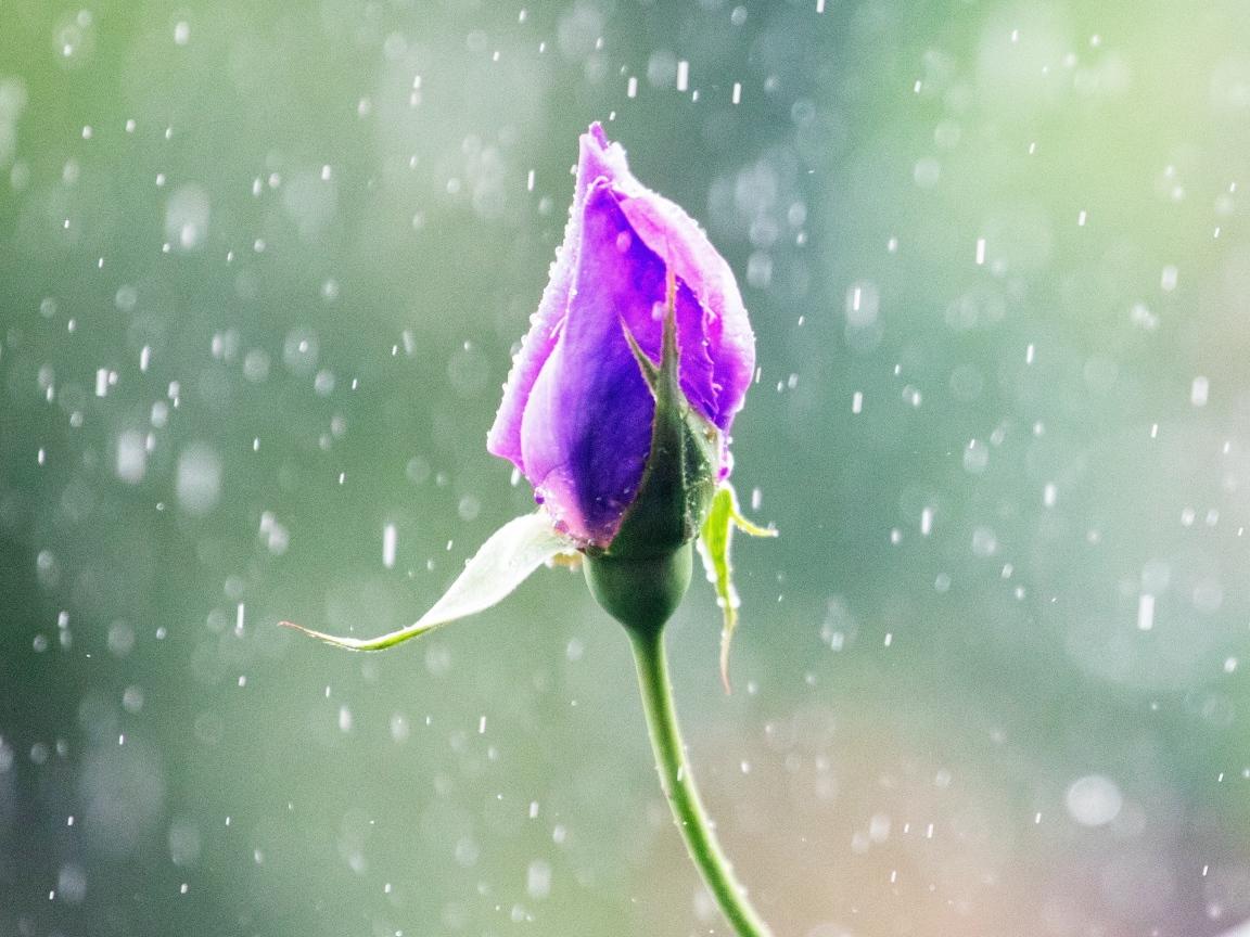 Rain Rose Wallpapers - Top Free Rain Rose Backgrounds - WallpaperAccess