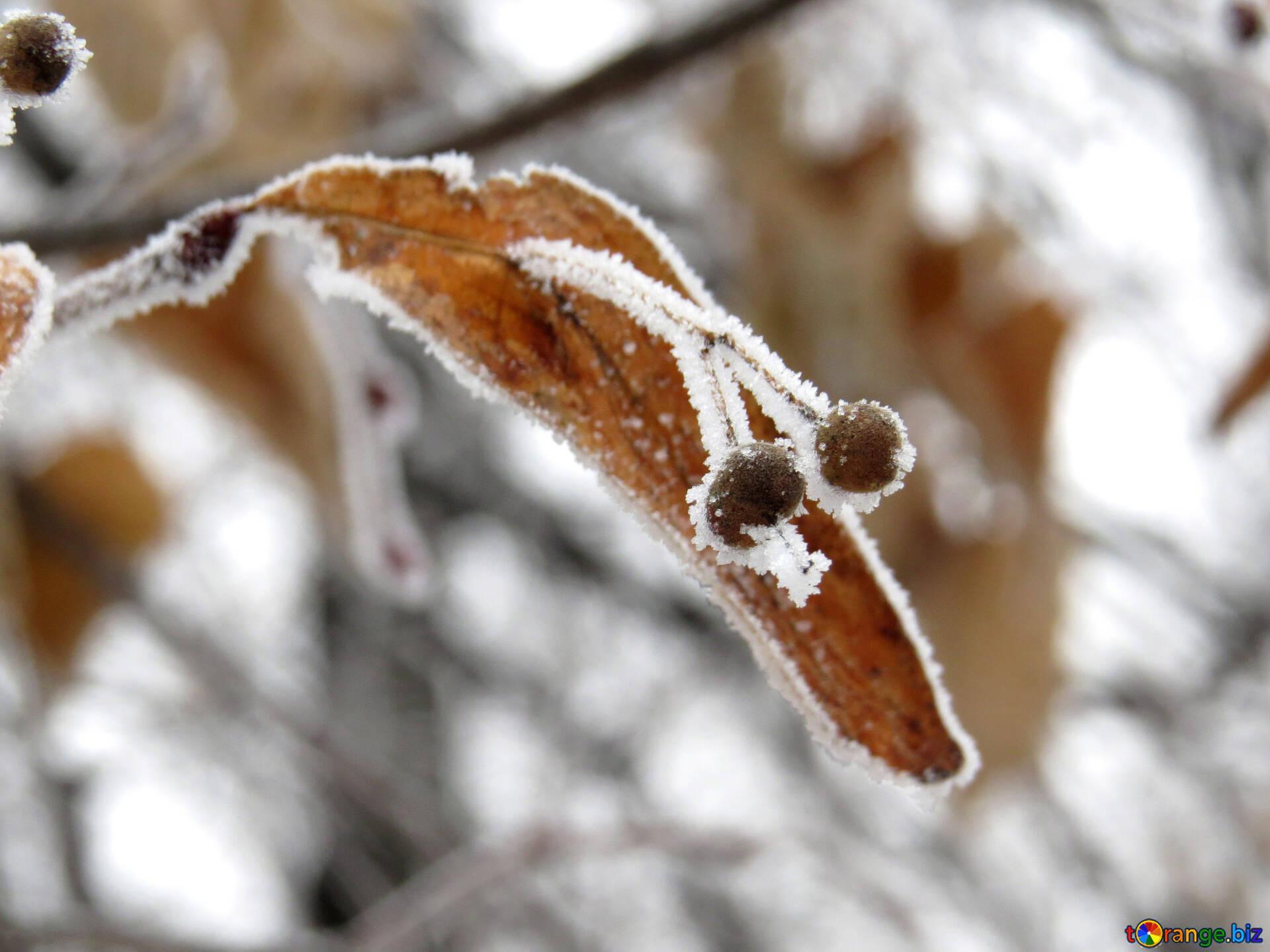 1920x1440 Sunrise Image Frosty Morning Image Snow № 38149. Torange.biz Free Pics On Cc By License