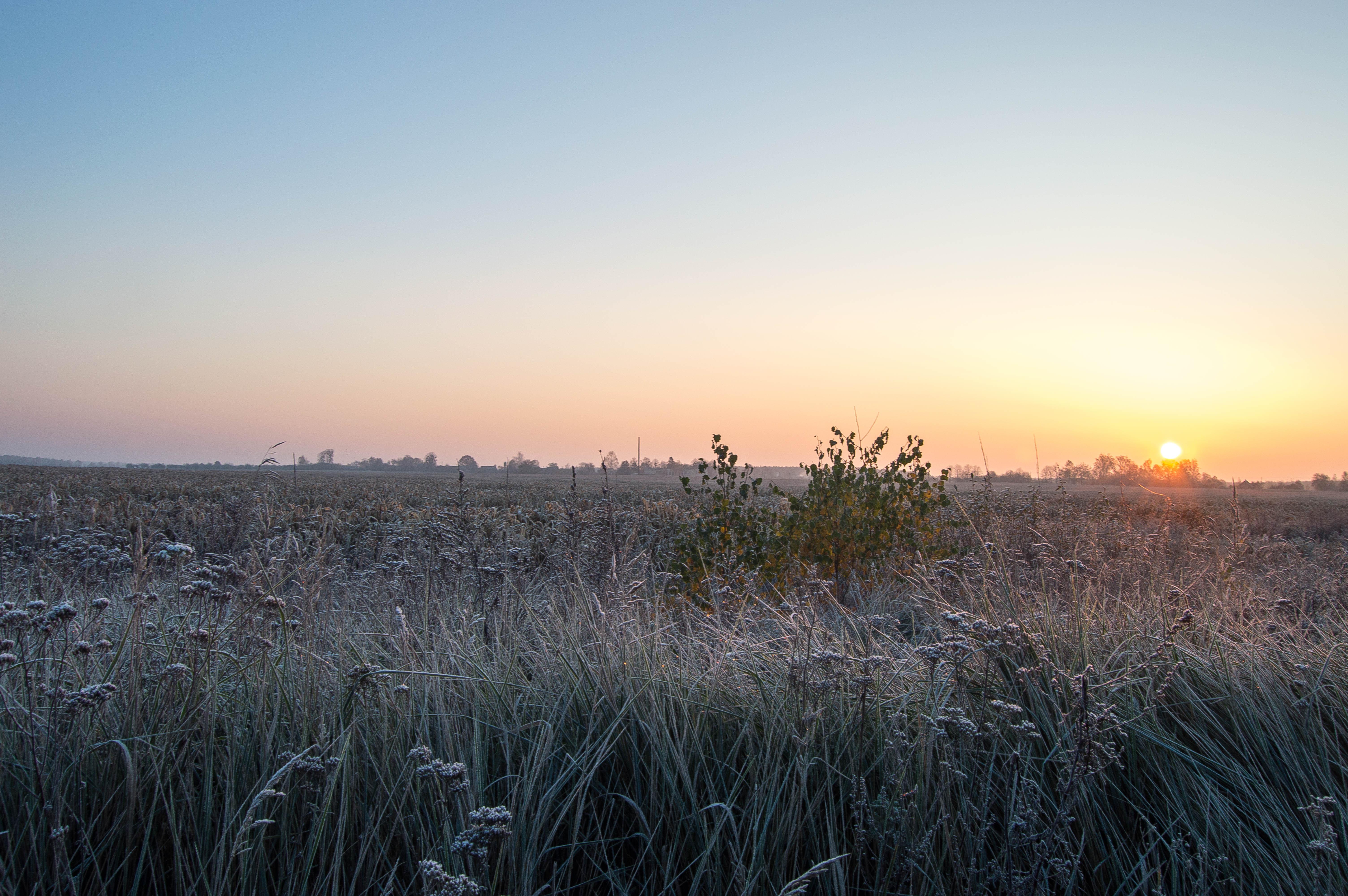 6016x4000 Free Image : sunlight, sunrise, frosty, morning, belarus, sky, ecosystem, field, horizon, dawn, prairie, ecoregion, tree, atmosphere, evening, sun, winter, sunset, grass family, plain, grassland, steppe, shrubland, meadow, landscape, dusk 6016x4000