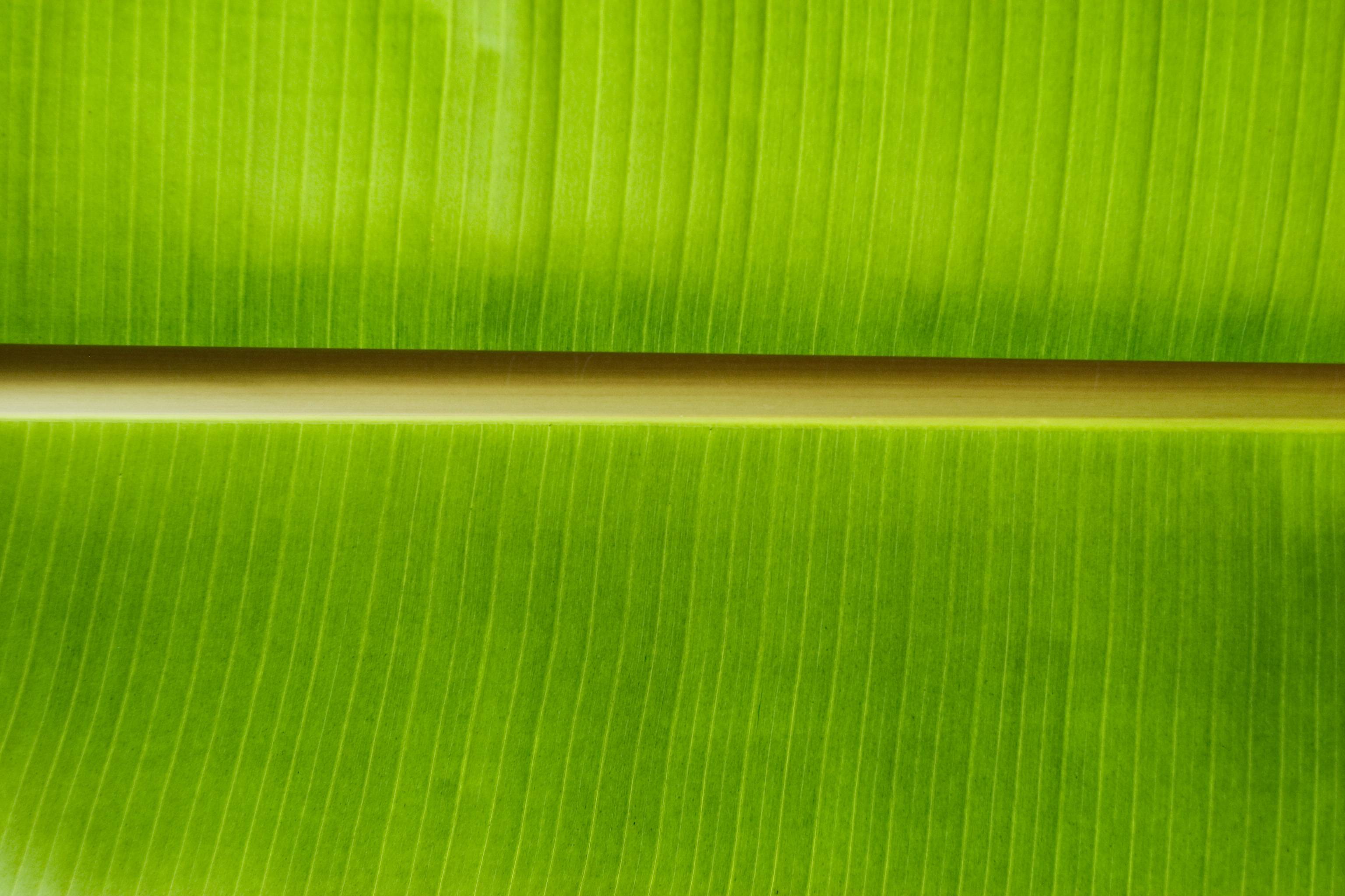 Banana Leaves Wallpapers - Top Free Banana Leaves Backgrounds