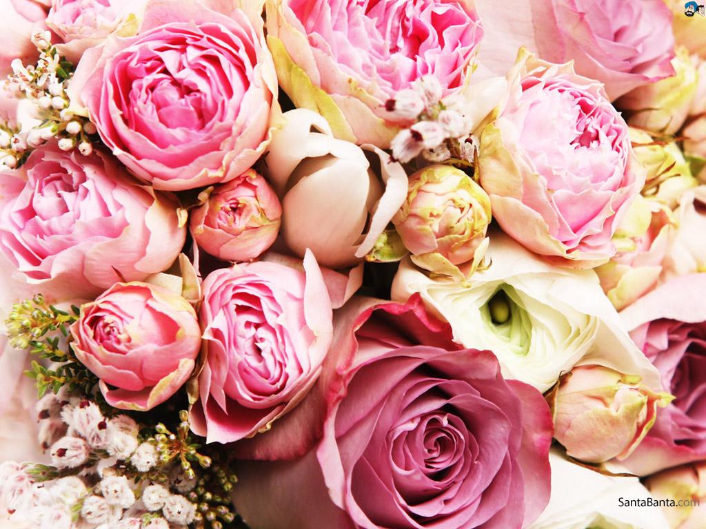 Roses Wallpapers - Top Free Roses Backgrounds - WallpaperAccess