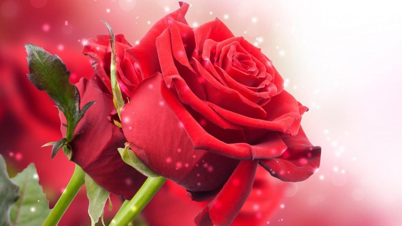 1280x720 A Amazing Red Rose Wallpaper