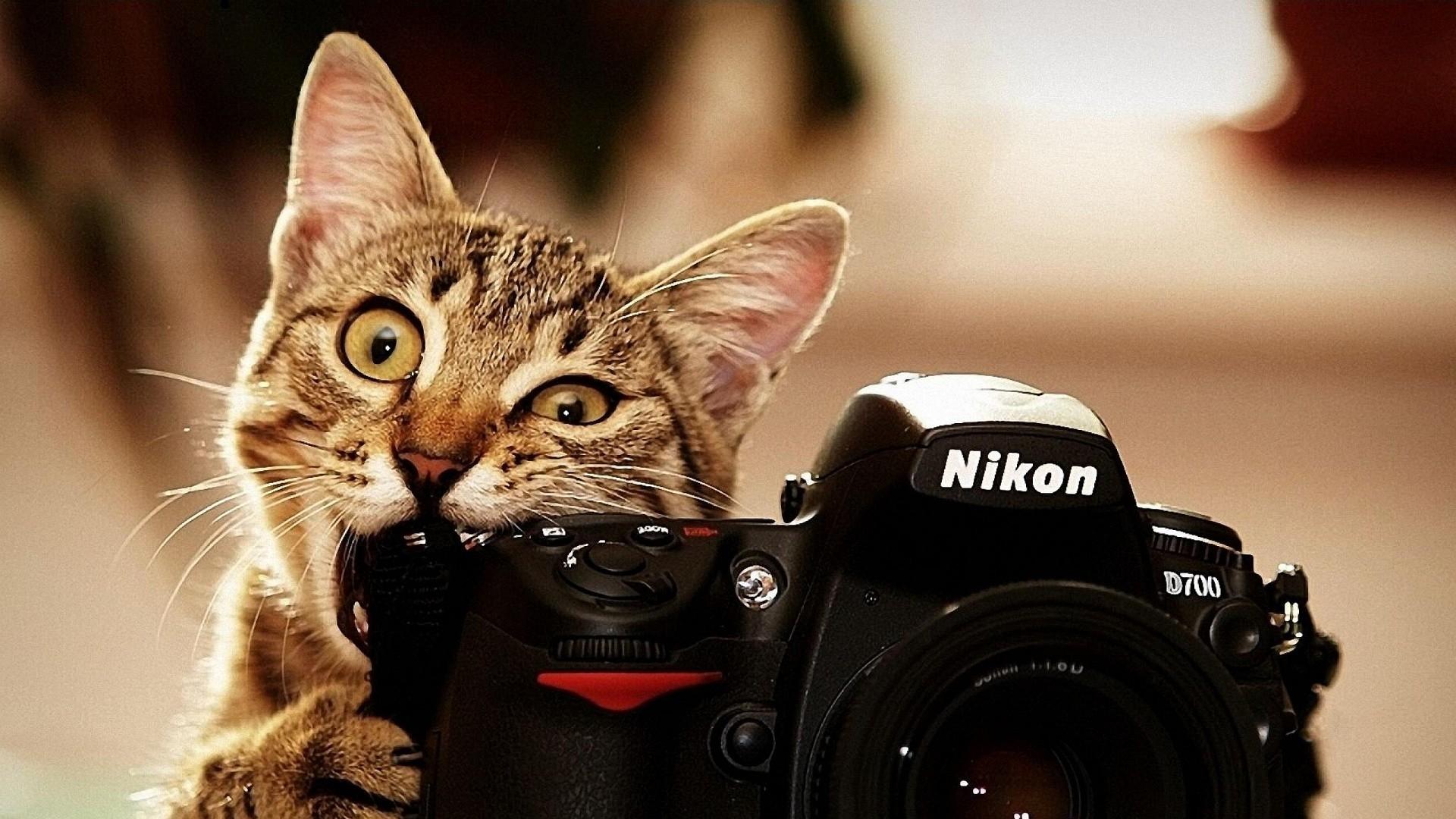 1920x1080 8. Funny Wallpaper Hd9 600×338