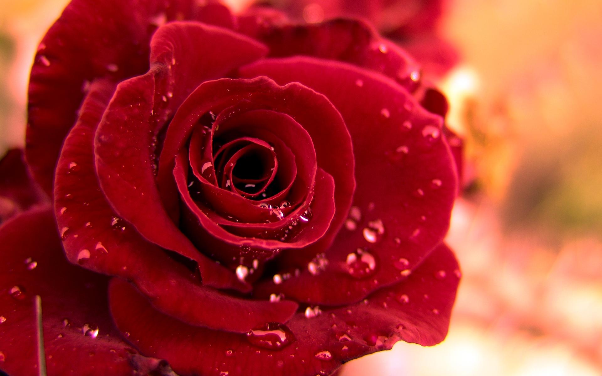 1920x1200 Flowers image Red Roses HD wallpaper and background photo