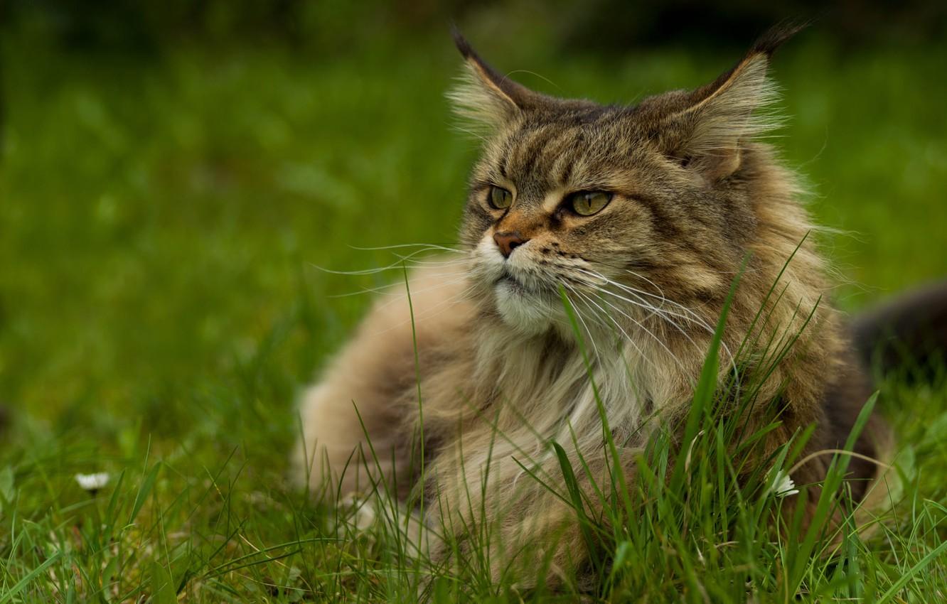1332x850 Wallpaper cat, summer, grass, cat, look, face, grey, fluffy, Maine Coon image for desktop, section кошки