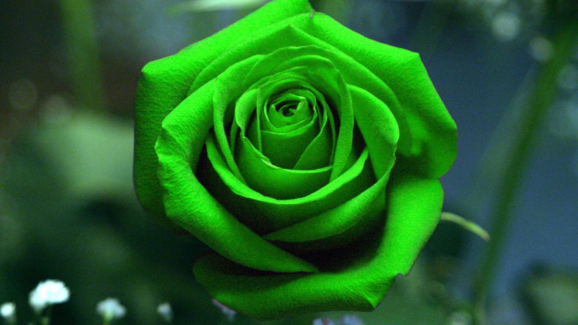 1920x1080 Green Rose Wallpaper, Picture, Image