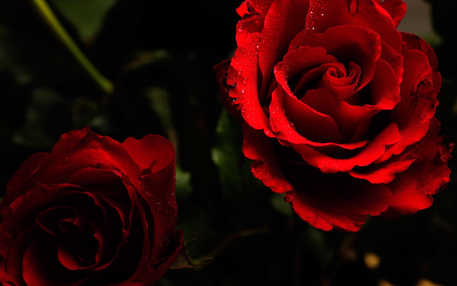 1920x1200 Wet Roses wallpaper. Wet Roses