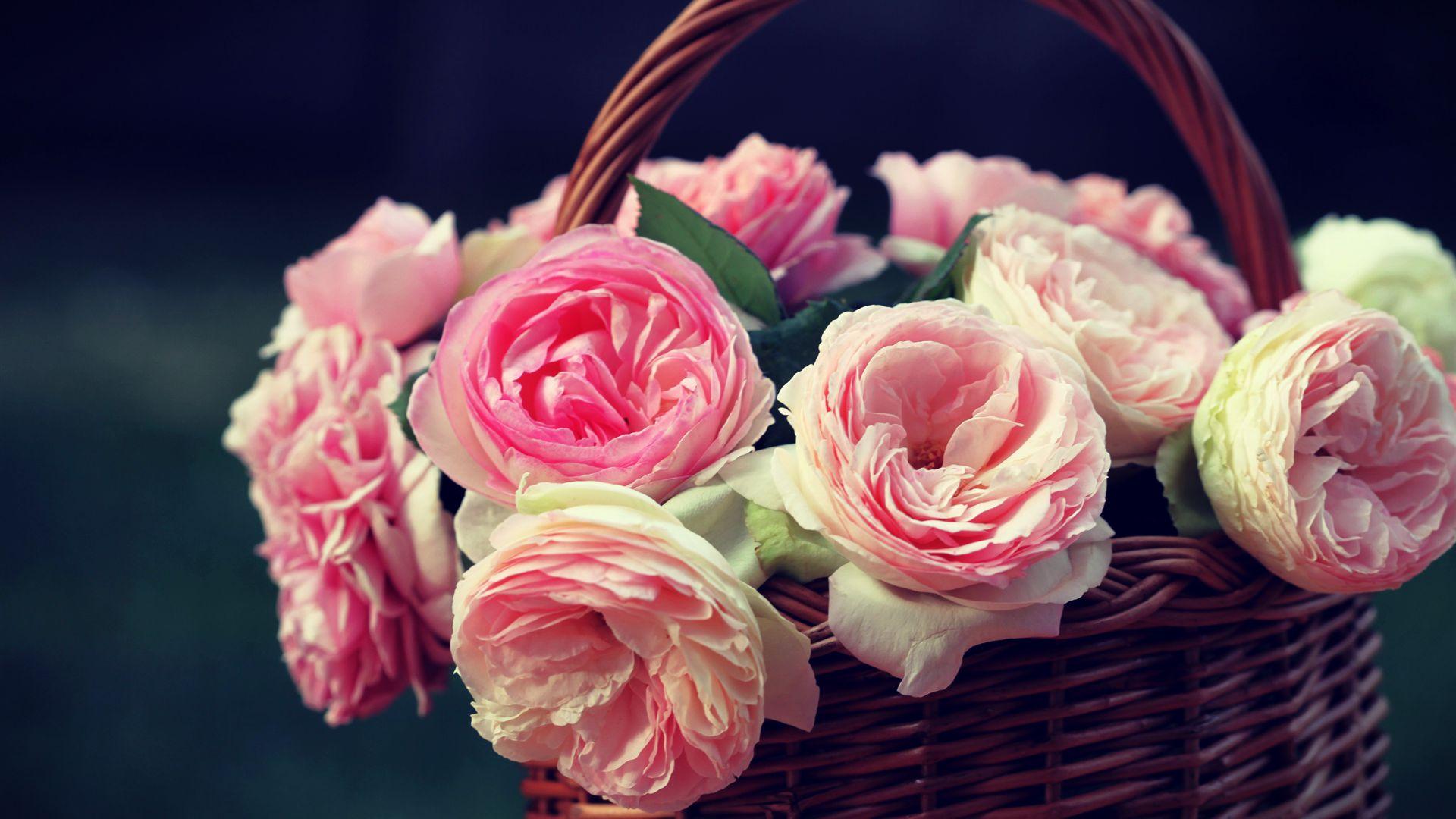 1920x1080 Beautiful Roses, High Definition, High Quality, Widescreen