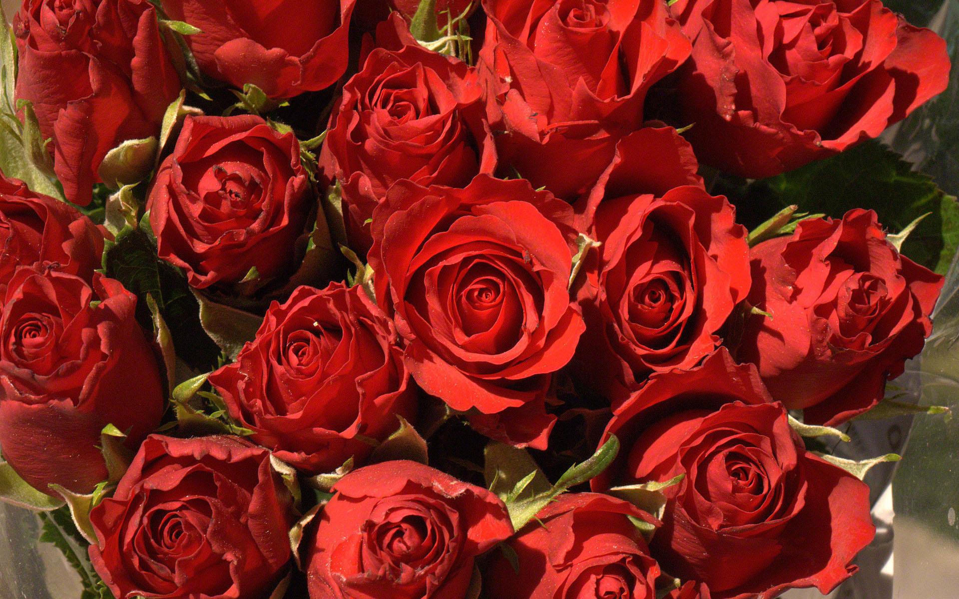 1920x1200 Roses flower, Roses photo, roses wallpaper for your desktop