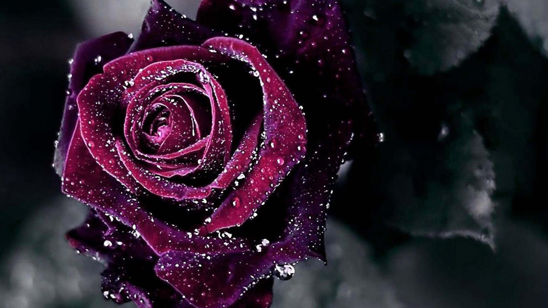 1920x1080 Roses Wallpaper