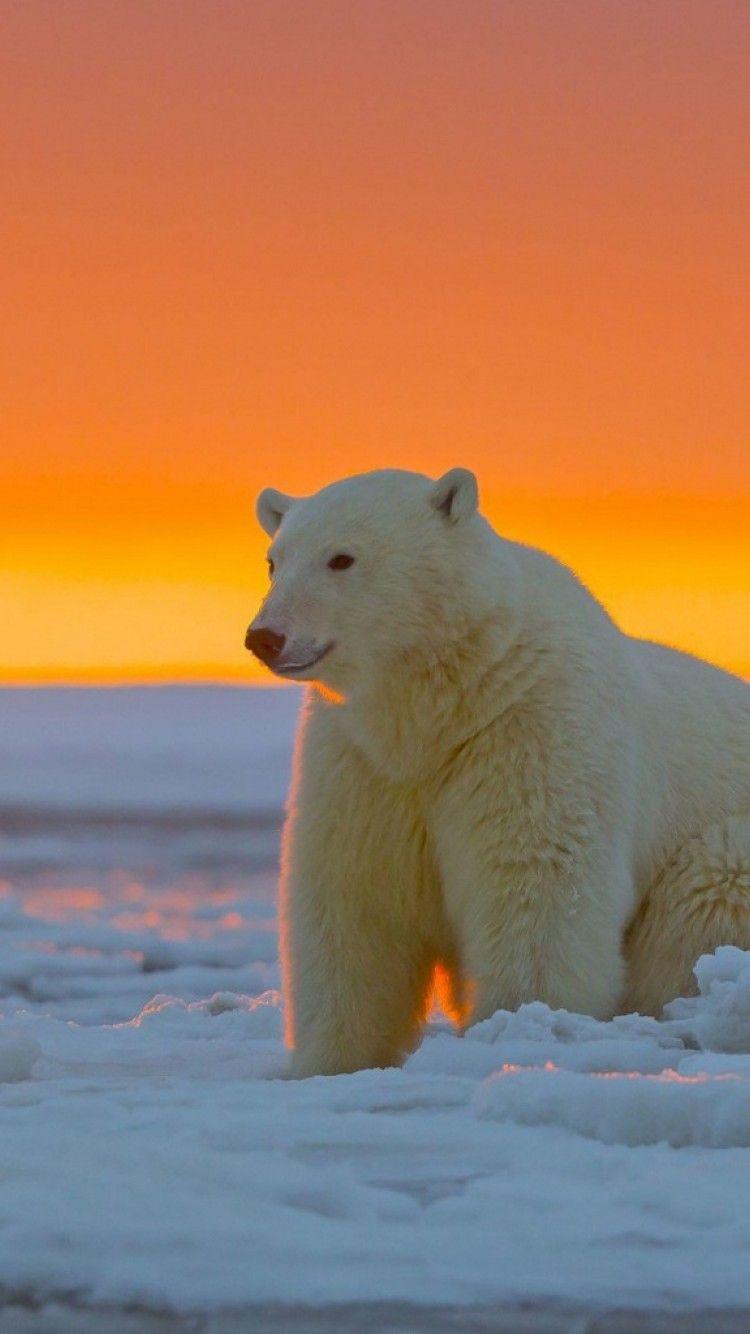 750x1334 Ice Bear iPhone Wallpaper