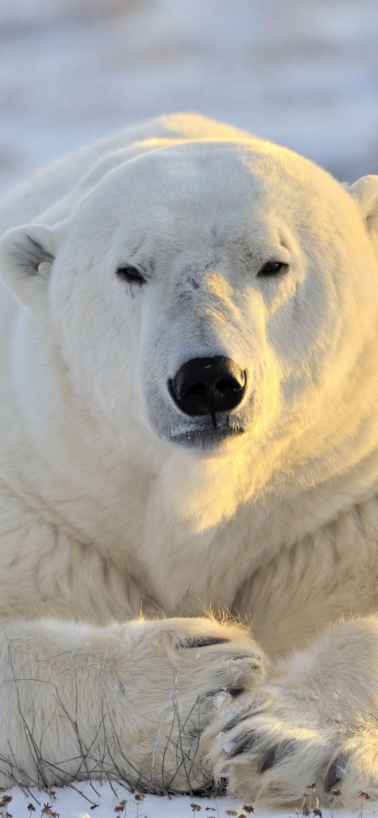 1242x2688 Polar iPhone Wallpaper