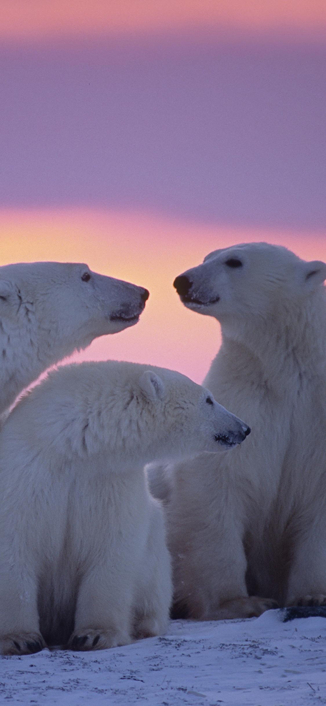1125x2436 Polar Bear Family iPhone XS, iPhone iPhone X HD 4k Wallpaper, Image, Background, Photo and Picture