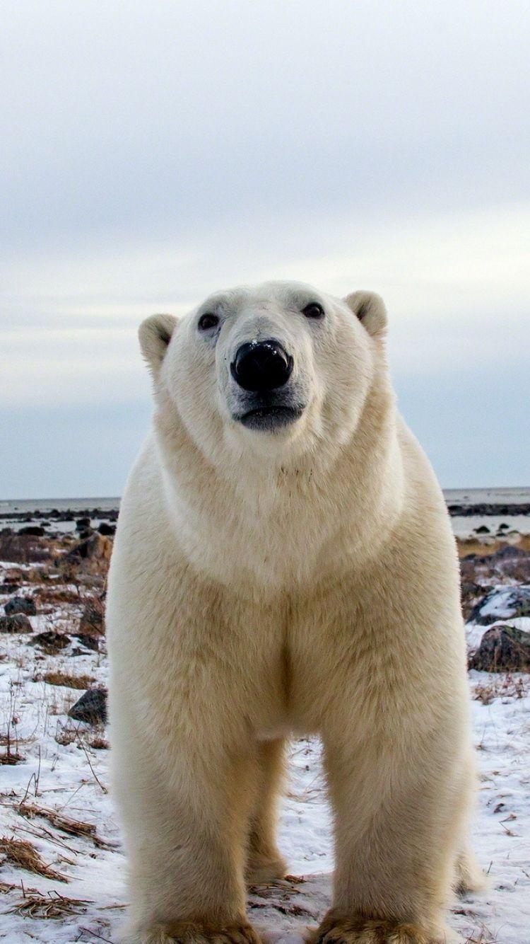 750x1334 Polar iPhone Wallpaper