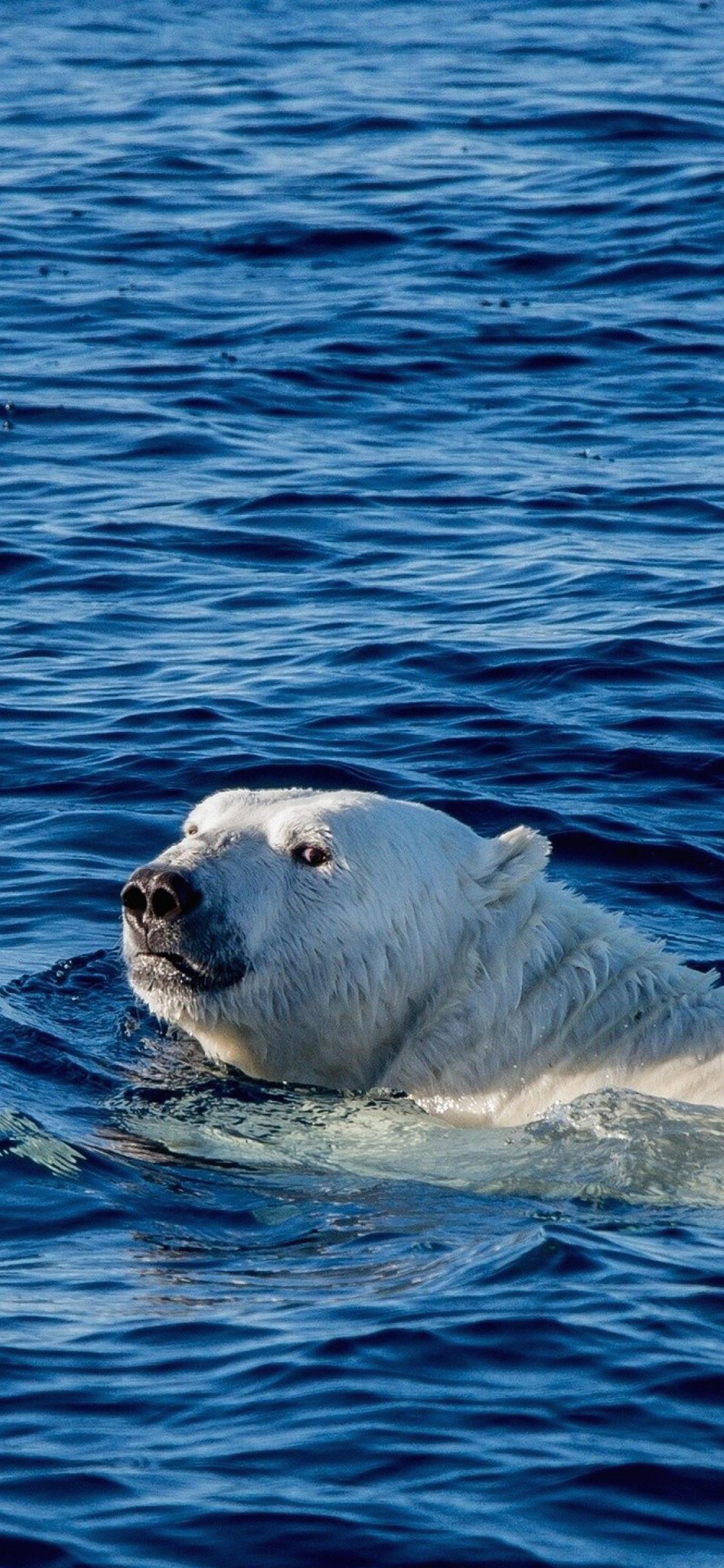 1125x2436 Best Polar bear iPhone X HD Wallpaper