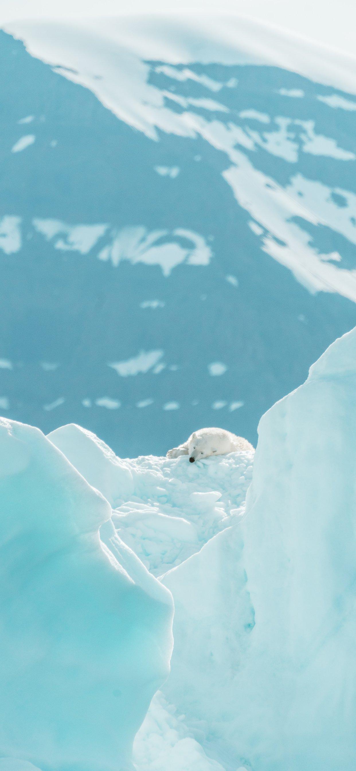 1242x2688 3Wallpaper for iPhone Wallpaper Polar Bear Bear in HD ==>
