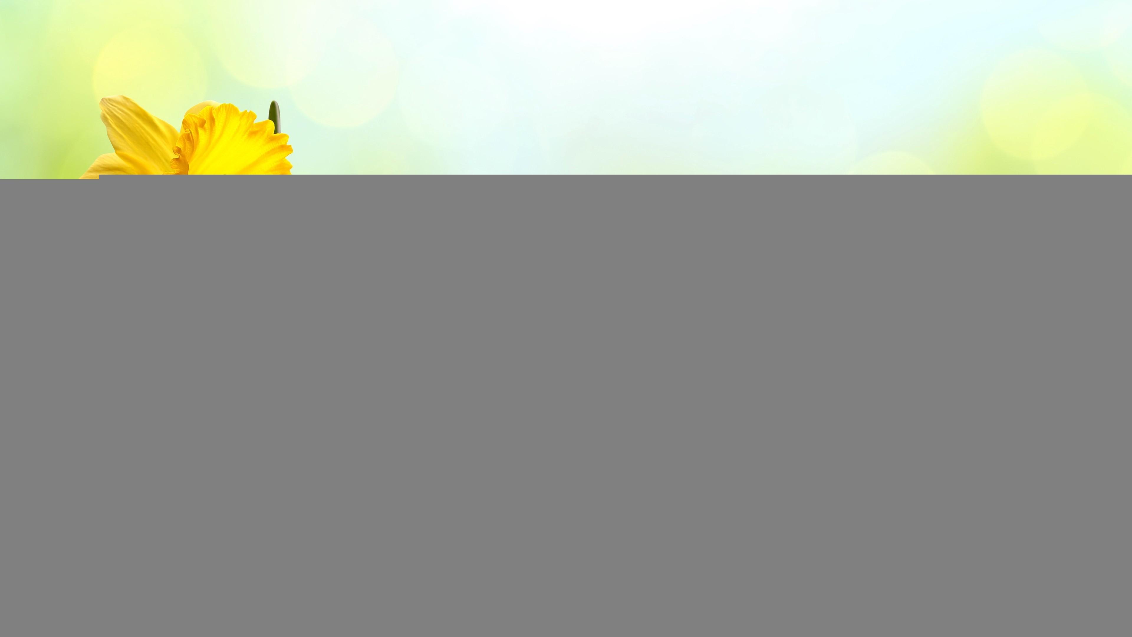 3840x2160 Holiday Easter Egg 4k Gallery HD Wallpaper