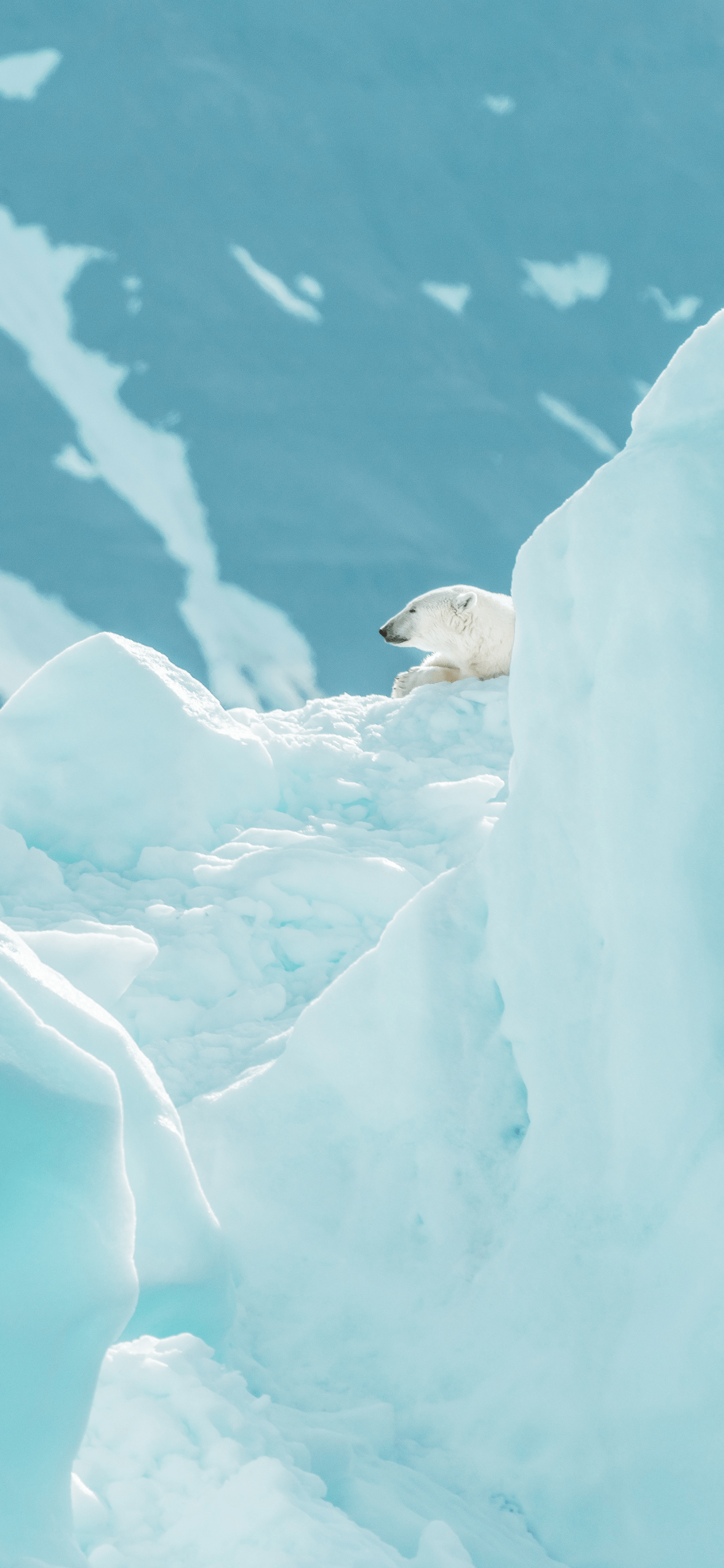 1242x2688 Polar Bear Wallpaper for iPhone Pro Max, X, 6