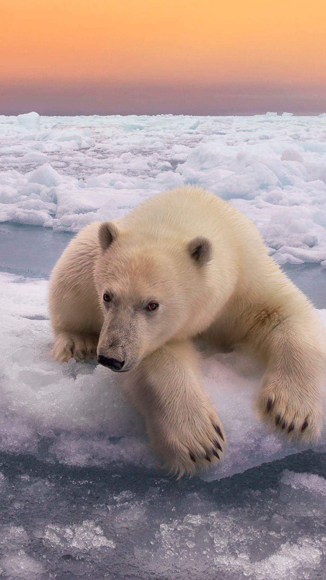 1080x1920 Polar Bear Wallpaper Polar Bear Wallpaper [ HQ ]