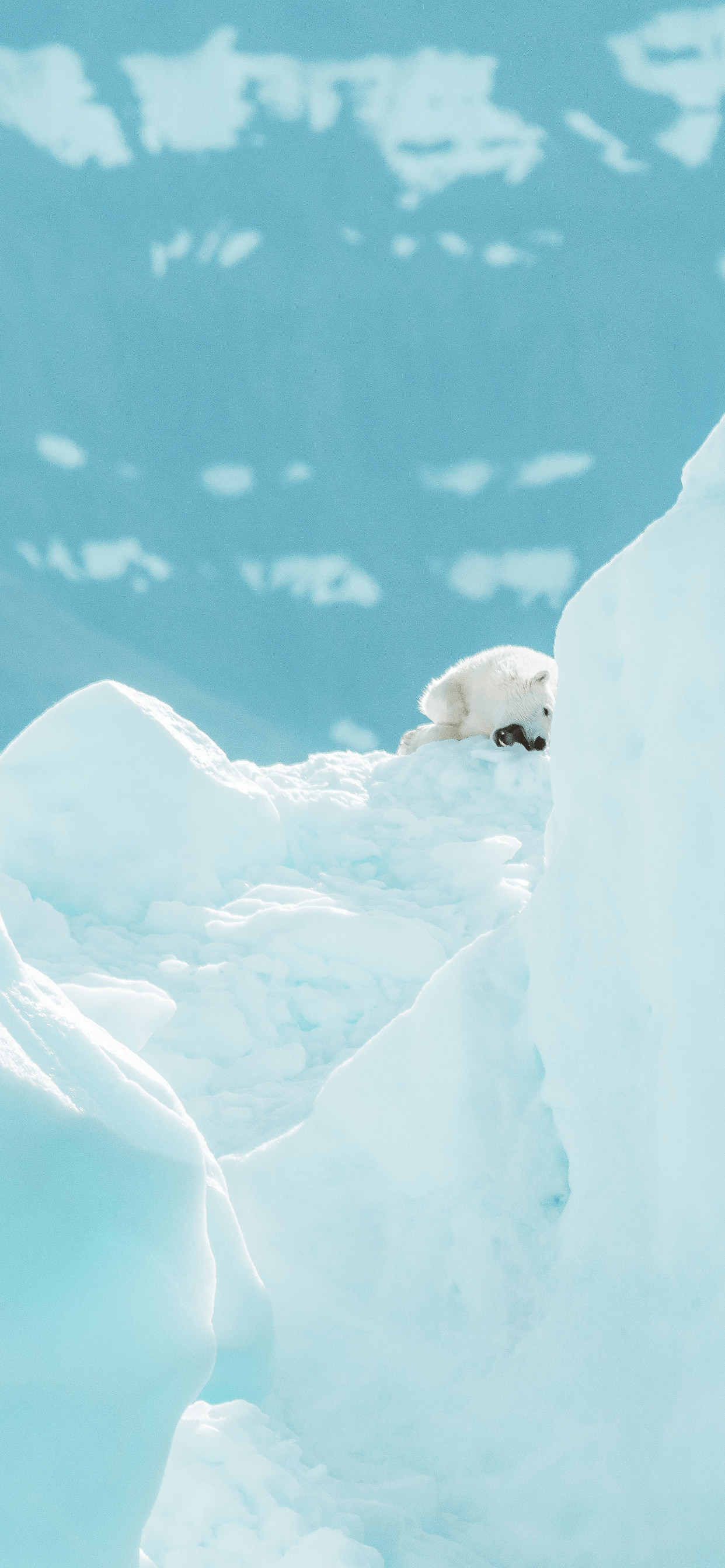 1242x2688 Polar Bear Wallpaper for iPhone Pro Max, X, 6