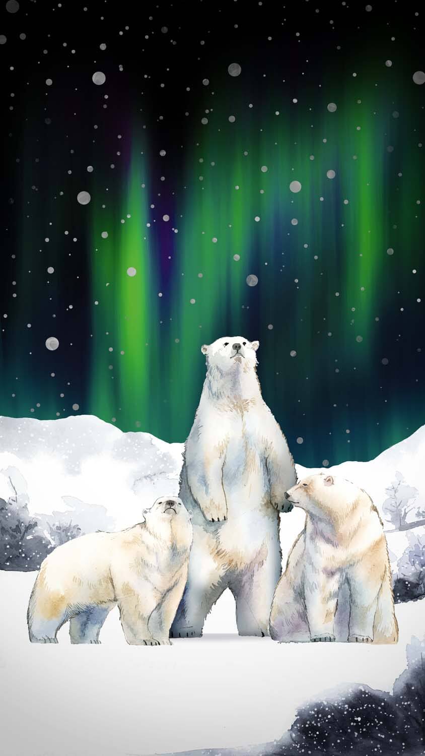 844x1500 Polar Bears IPhone Wallpaper HD Wallpaper : iPhone Wallpaper