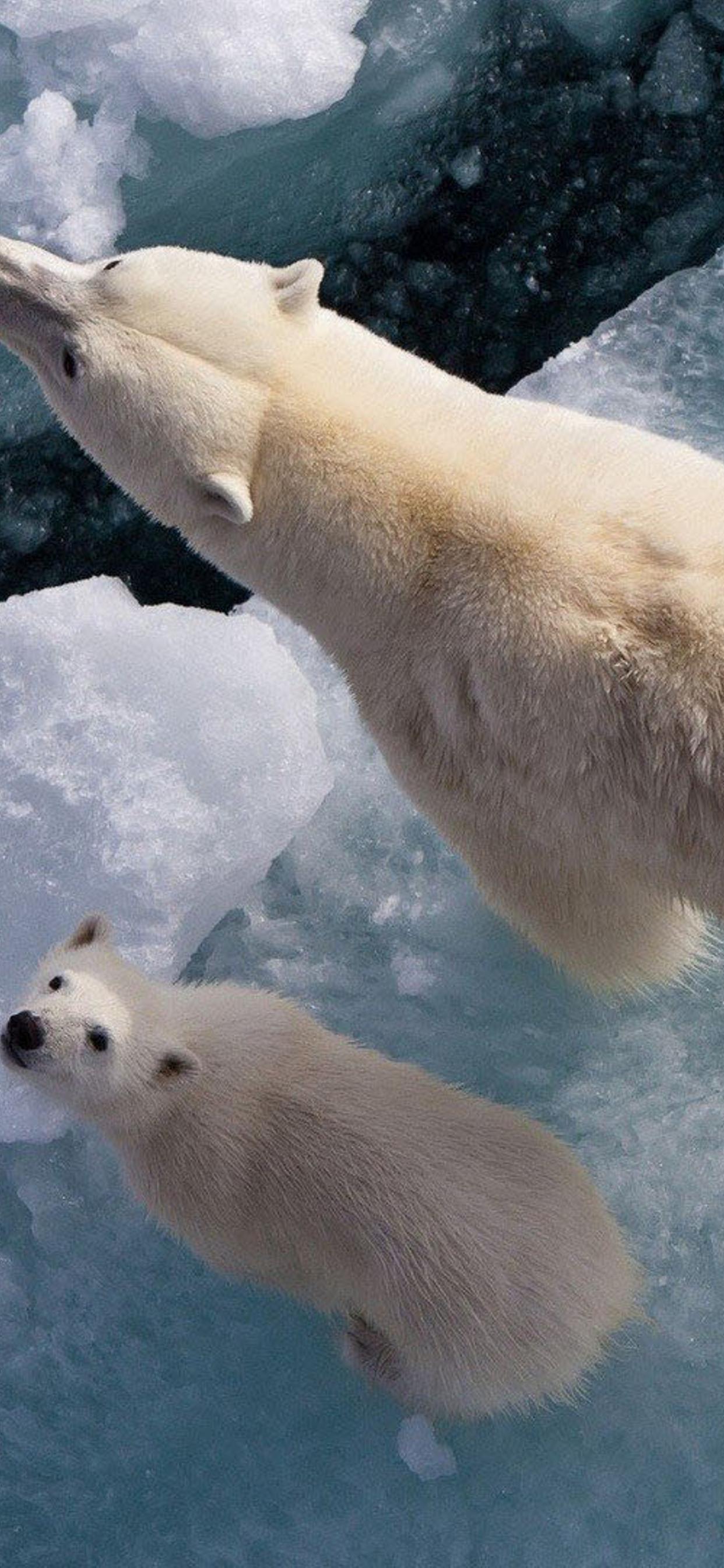 1242x2688 Mama and baby polar bears sit on a piece of ice