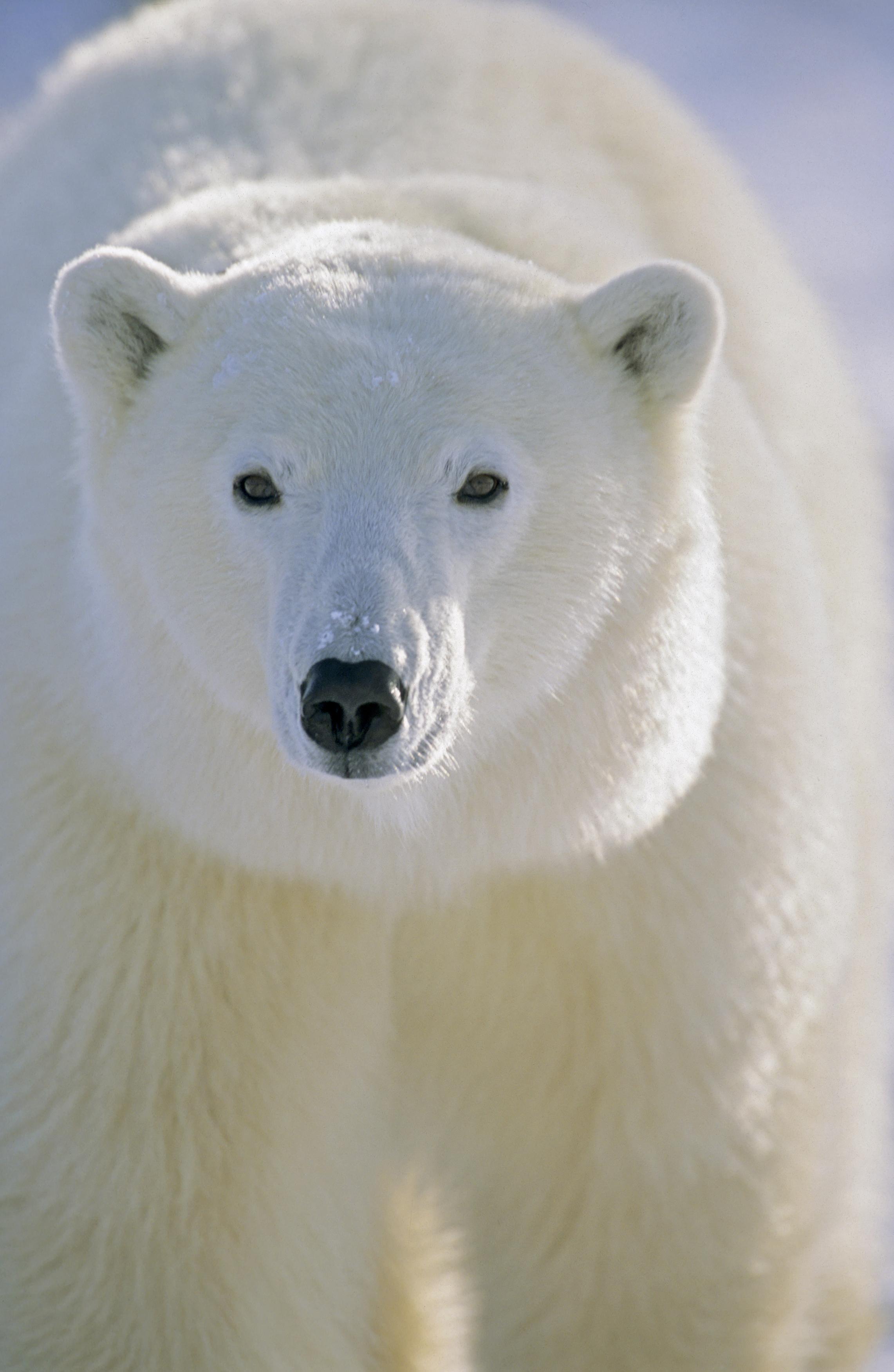 2283x3501 Polar Bear Facts