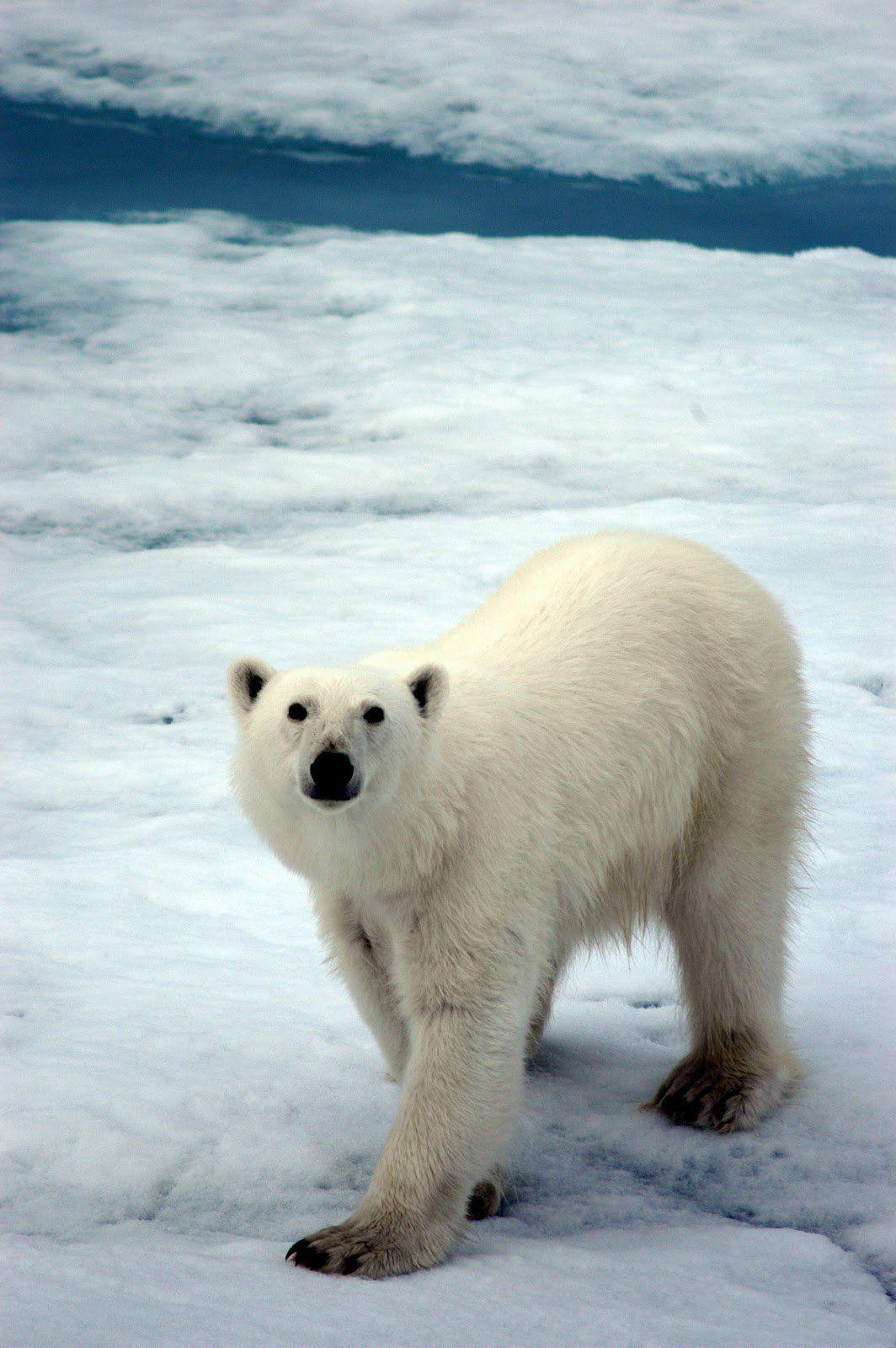 1064x1600 Ice Bear iPhone Wallpaper