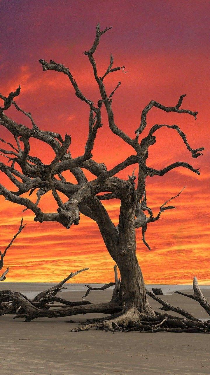 Dead Tree Wallpapers - Top Free Dead Tree Backgrounds - WallpaperAccess