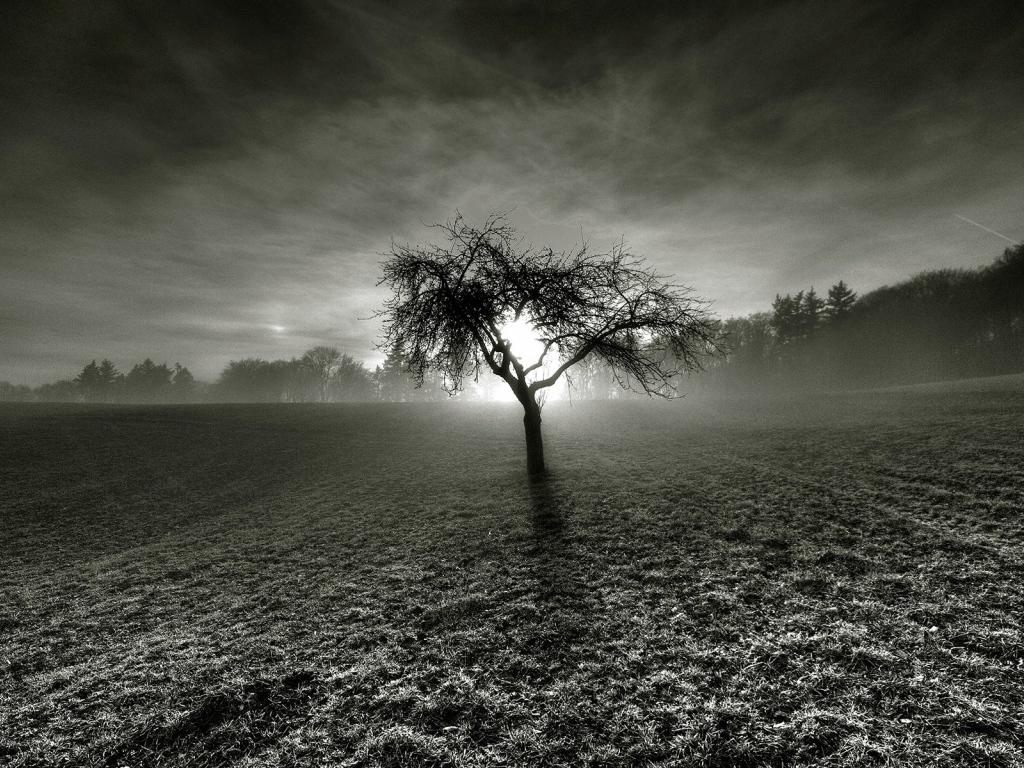 Dead Tree Wallpapers Top Free Dead Tree Backgrounds WallpaperAccess