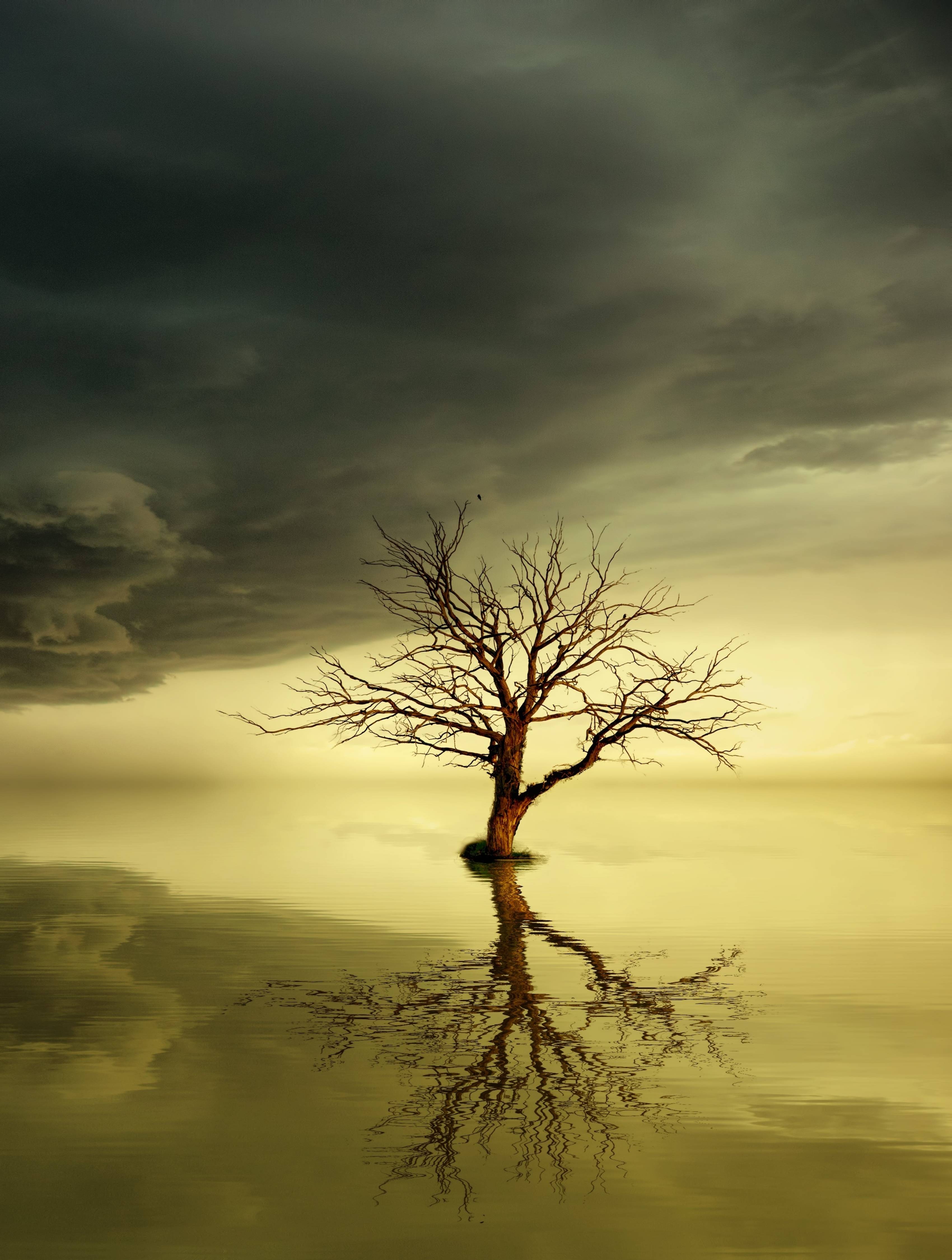 Dead Tree Wallpapers - Top Free Dead Tree Backgrounds - WallpaperAccess