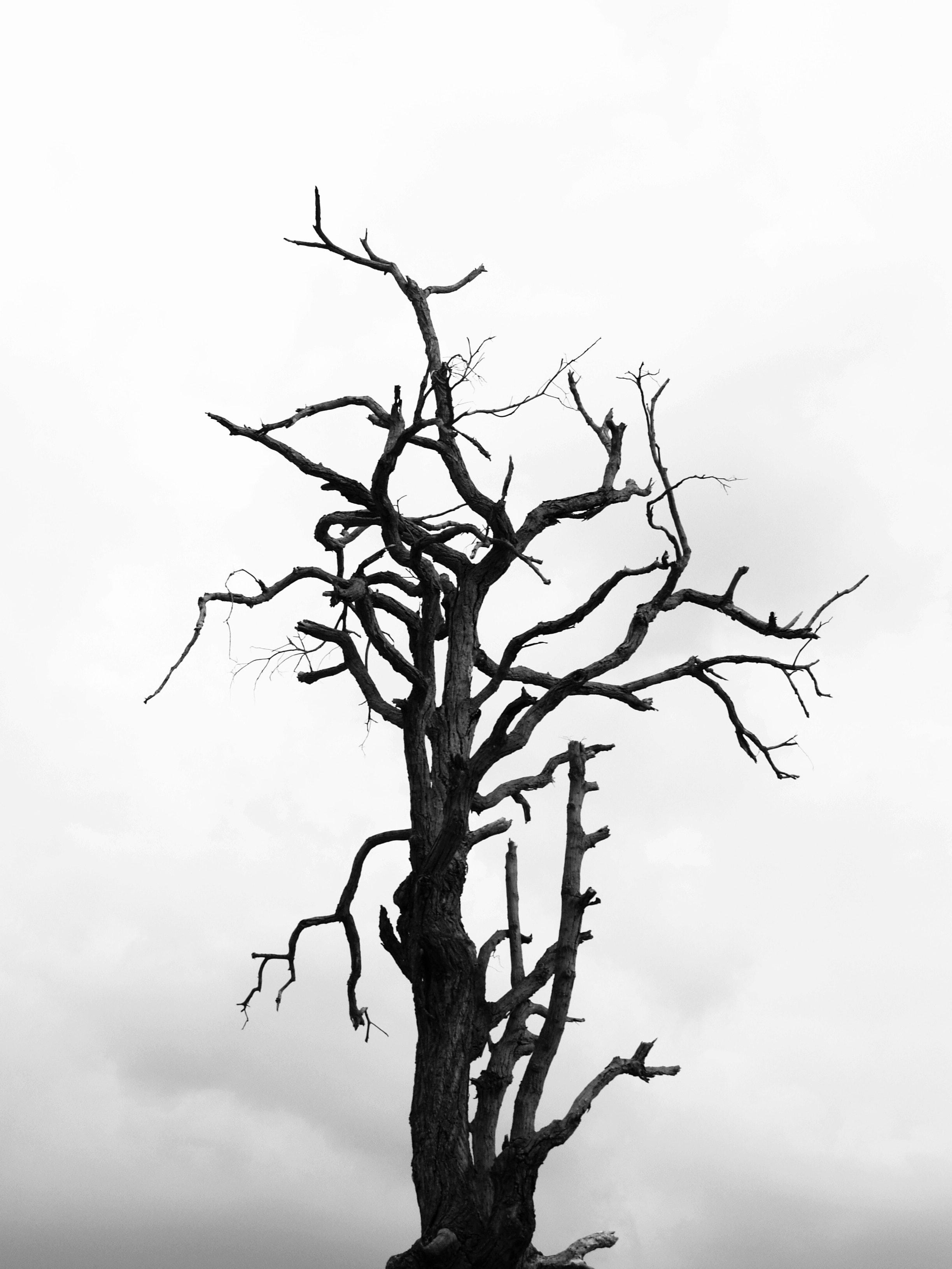 Dead Tree Wallpapers - Top Free Dead Tree Backgrounds - WallpaperAccess