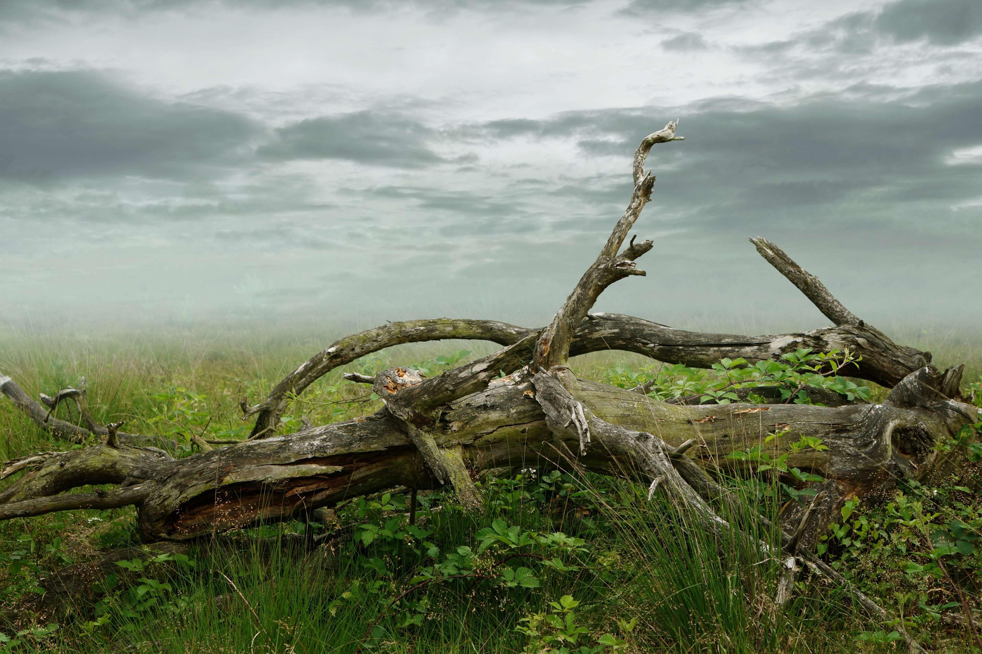 Dead Tree Wallpapers - Top Free Dead Tree Backgrounds - WallpaperAccess