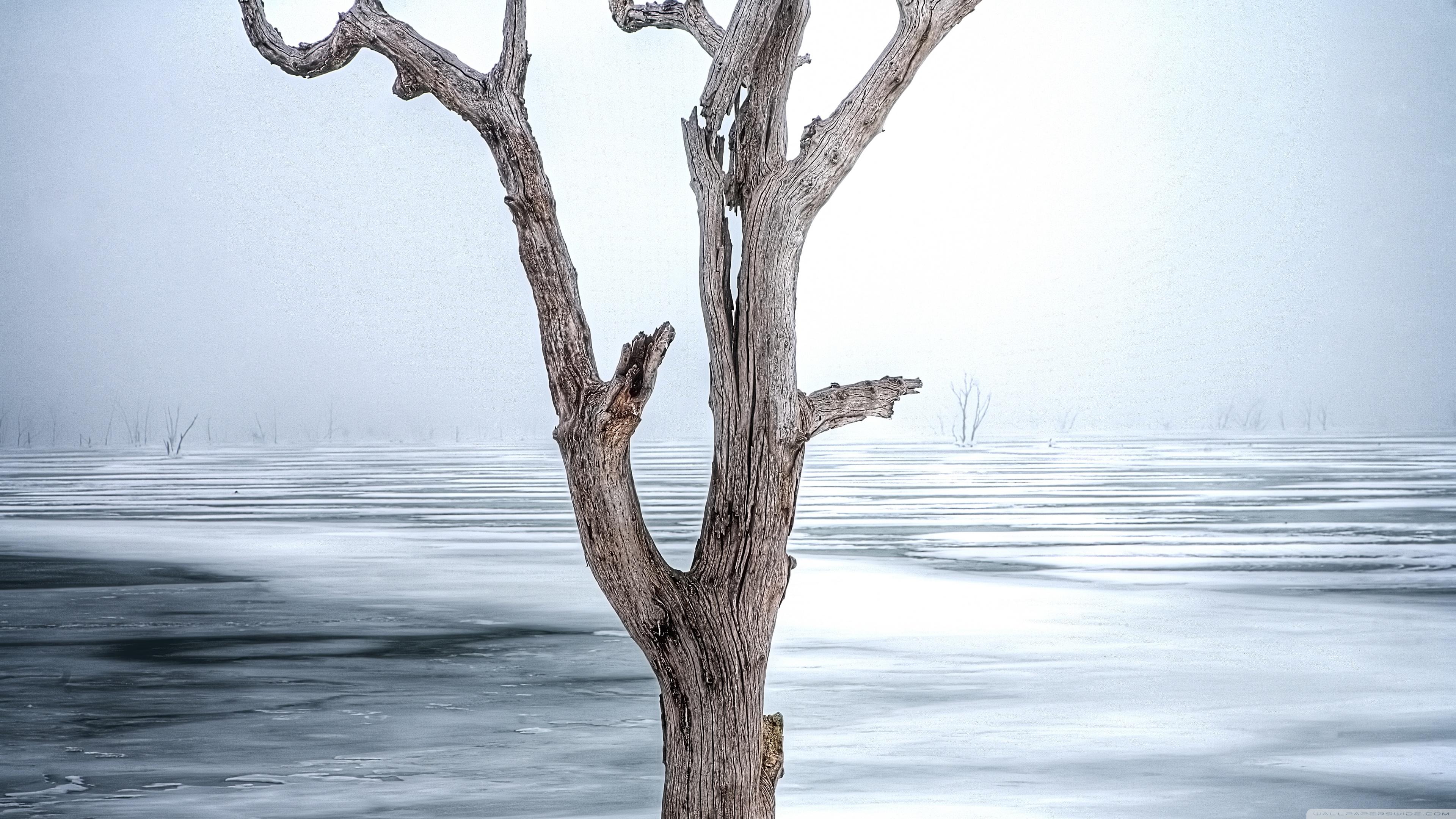 Dead Tree Wallpapers Top Free Dead Tree Backgrounds WallpaperAccess