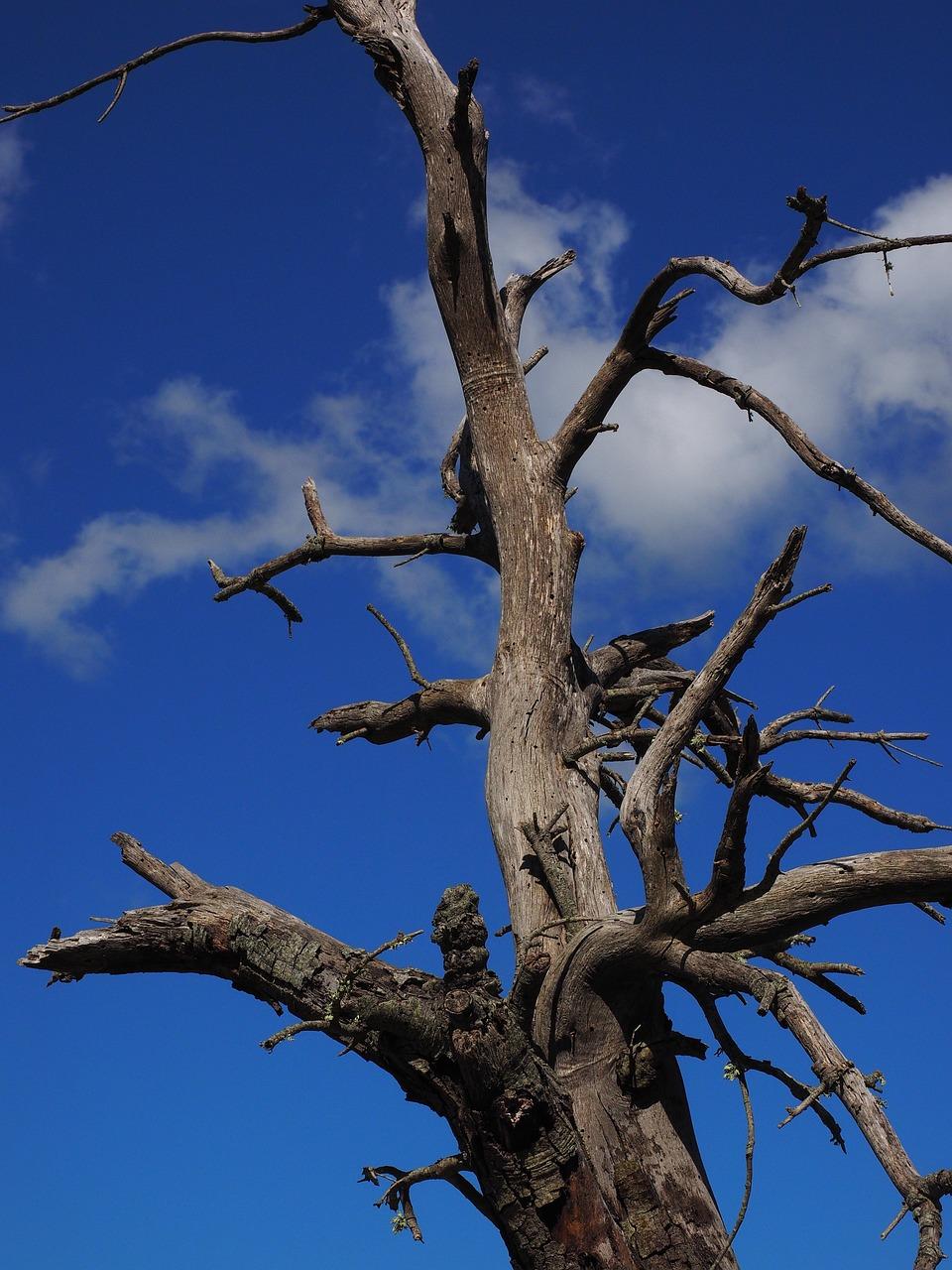 Dead Tree Wallpapers - Top Free Dead Tree Backgrounds - WallpaperAccess