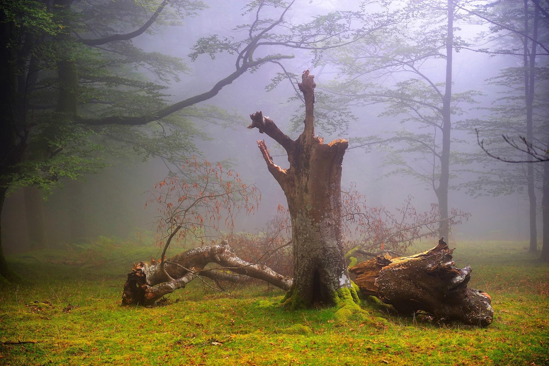 Dead Tree Wallpapers - Top Free Dead Tree Backgrounds - WallpaperAccess