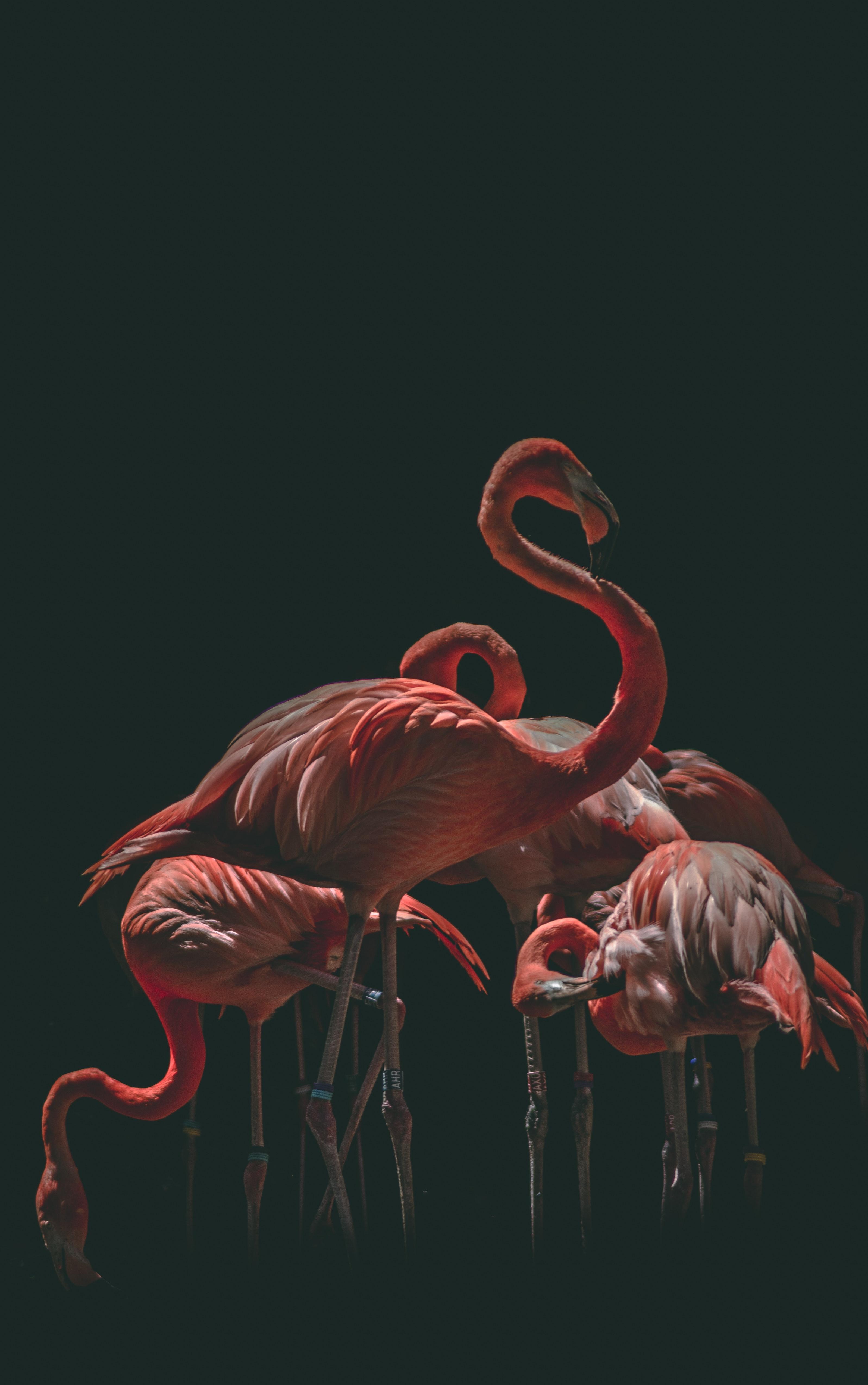 3195x5096 Flamingo Photo, Download The BEST Free Flamingo & HD Image