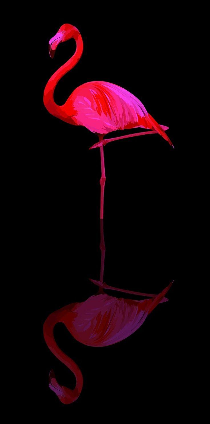736x1483 Flamingo wallpaper, Flamingo illustration, Flamingo